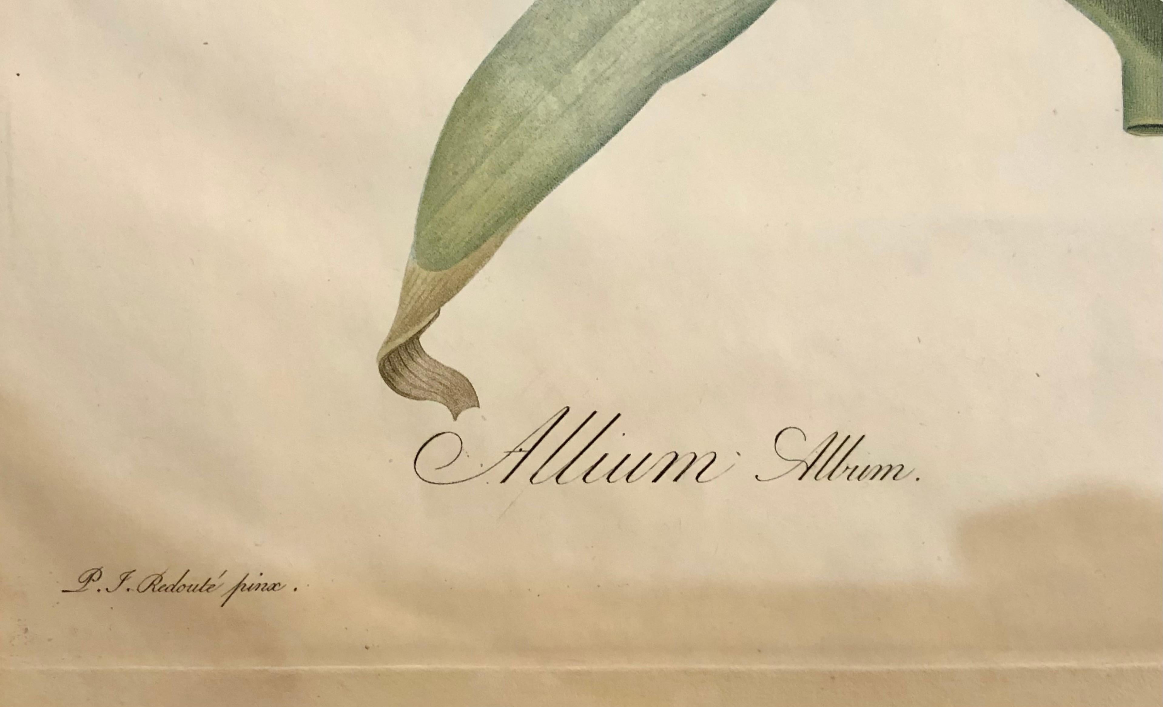Allium Album Hand Painted Colored Engraving Signed P.J. Redoute 5