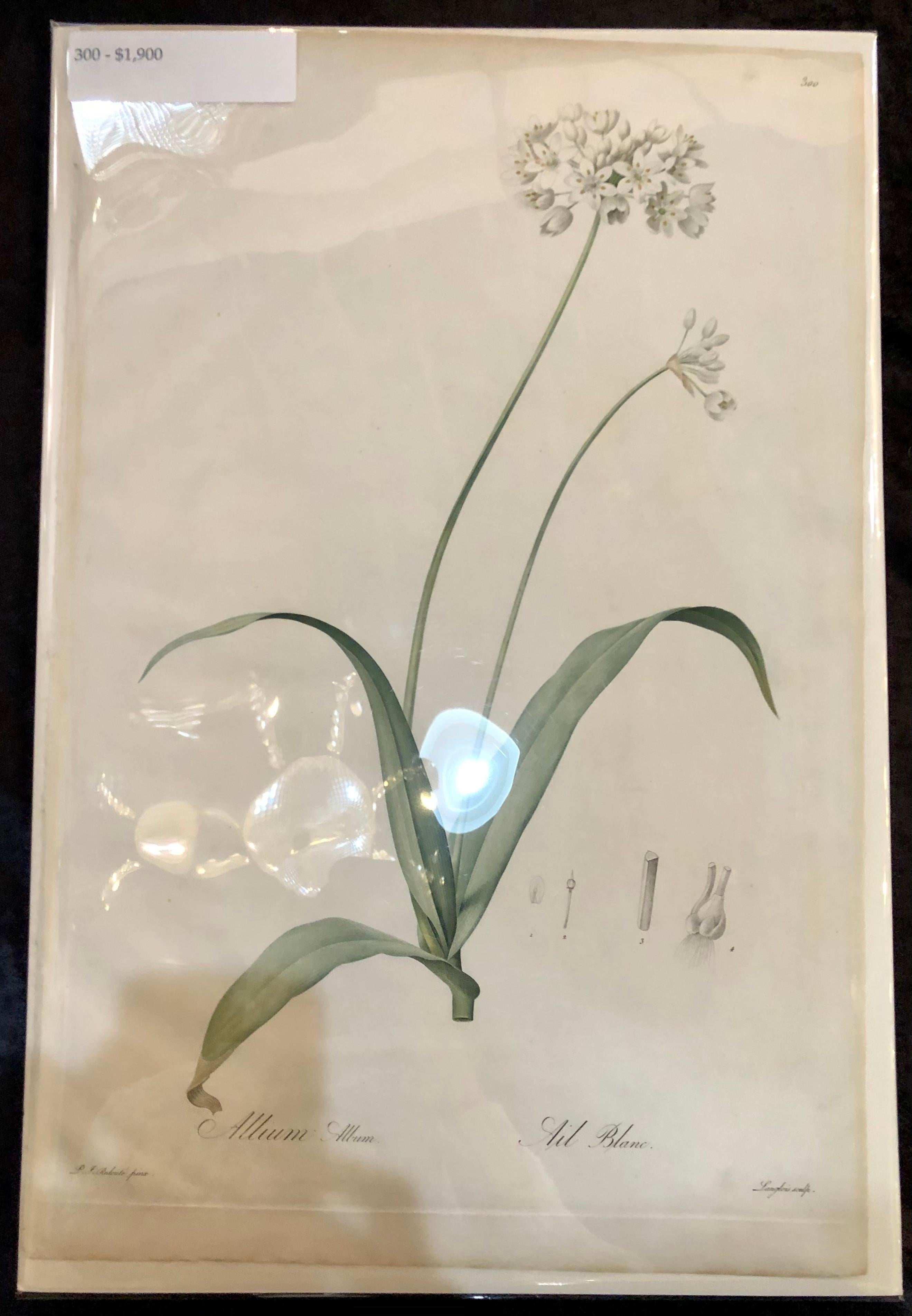 Allium Album Hand Painted Colored Engraving Signed P.J. Redoute 6