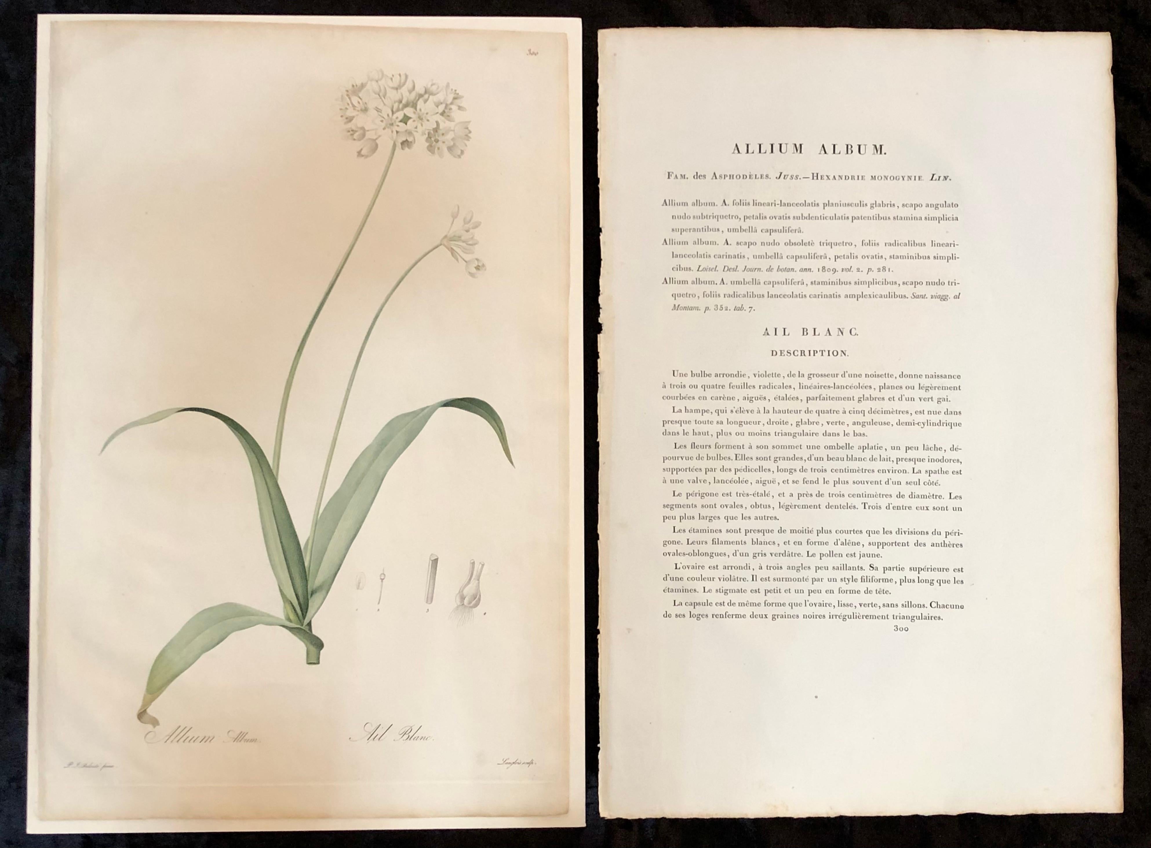 Allium album hand painted colored engraving signed P.J. Redoute. One of a set of large and impressive well painted set of nine floral works each having history and literature on reverse. 

The highest peak of Redoute's artistic and botanical