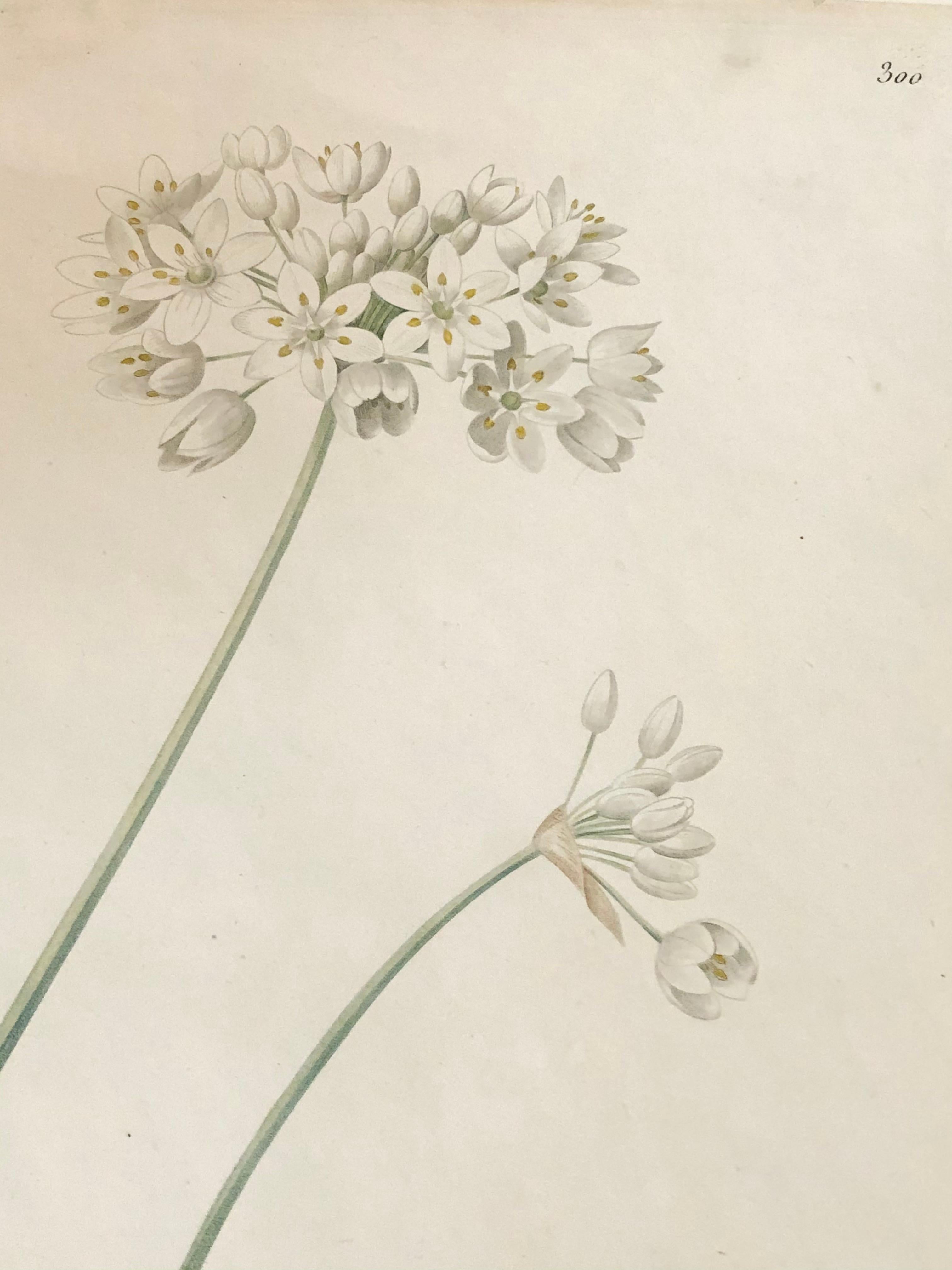 Allium Album Hand Painted Colored Engraving Signed P.J. Redoute In Good Condition In Stamford, CT
