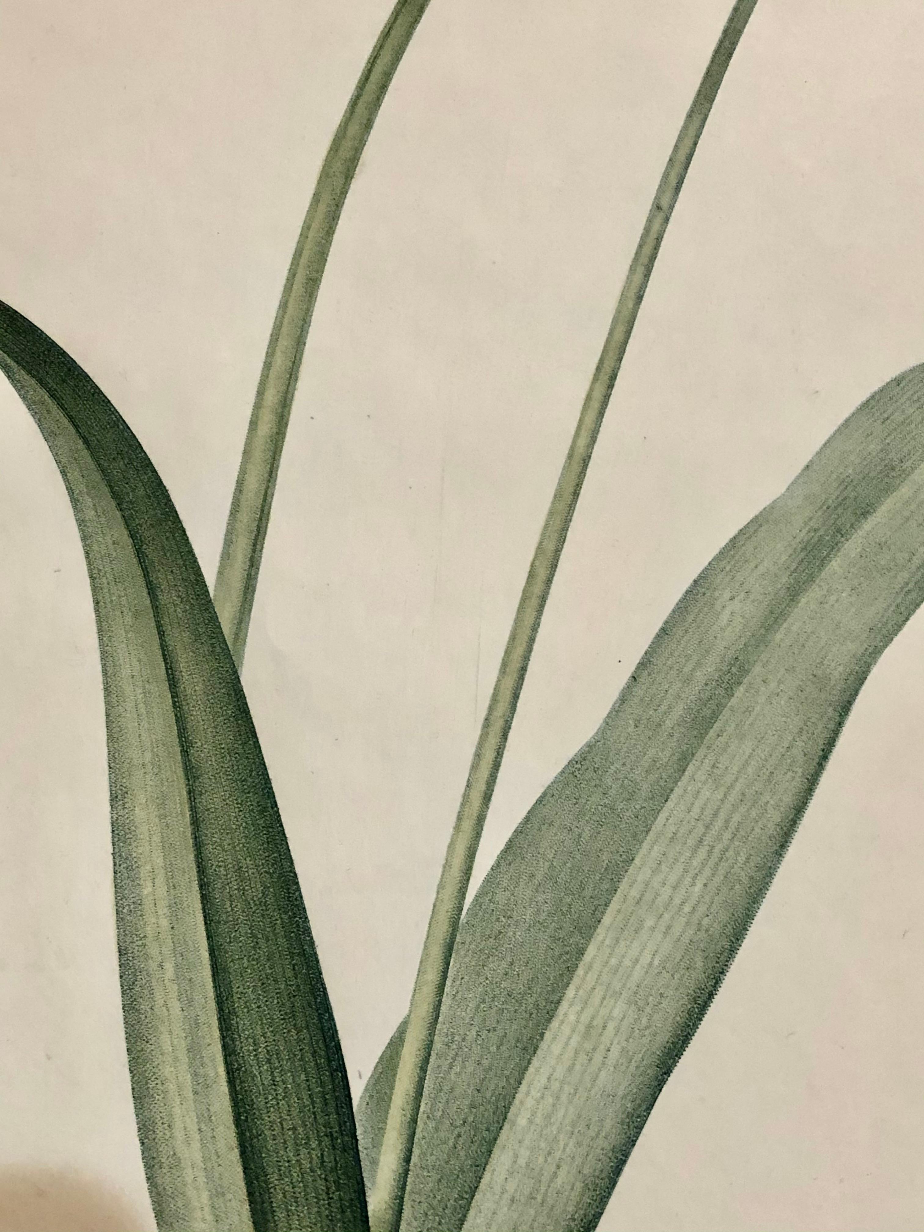 Paper Allium Album Hand Painted Colored Engraving Signed P.J. Redoute