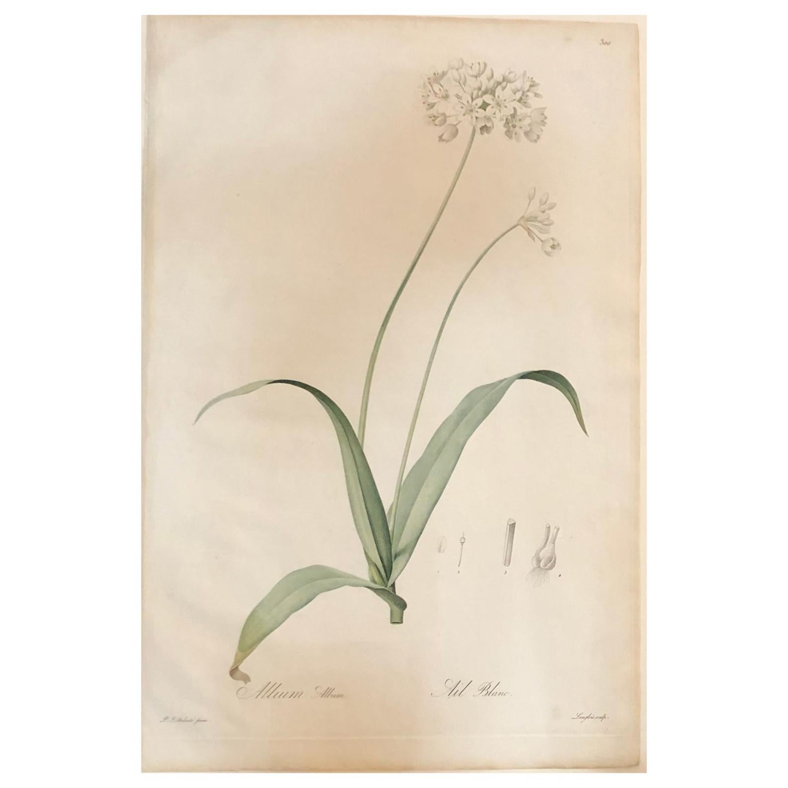 Allium Album Hand Painted Colored Engraving Signed P.J. Redoute