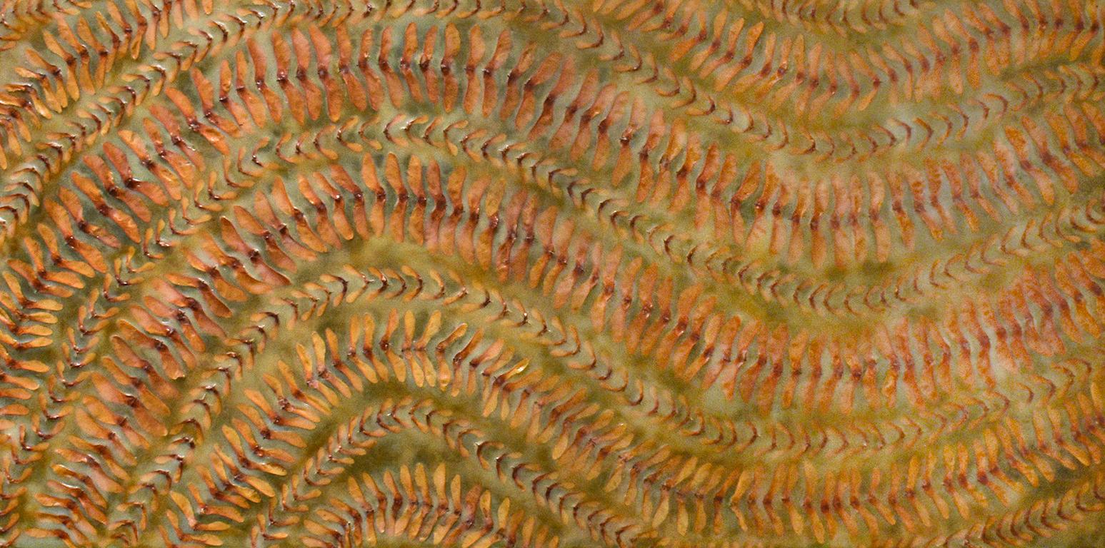 Ascertain: Abstract Painting of Maple Keys with Green & Orange Encaustic 