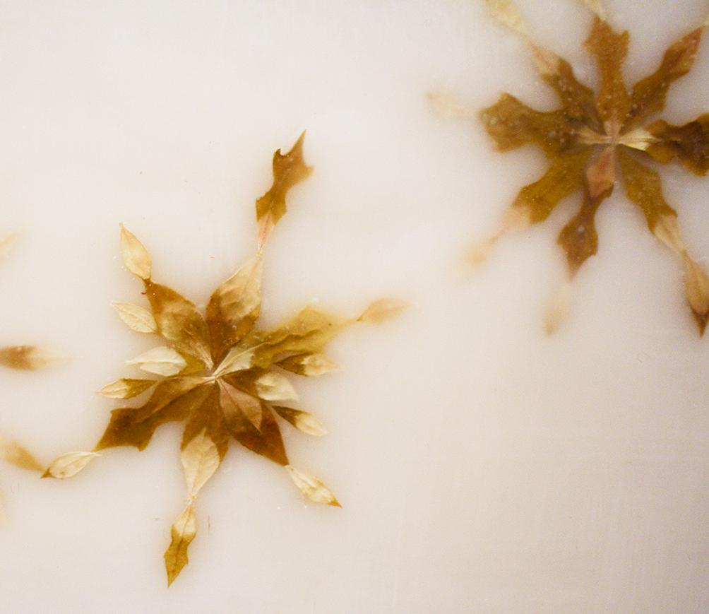 Snowflowers 5: Abstract Encaustic Painting of Leaves on Cream Beige Background 1