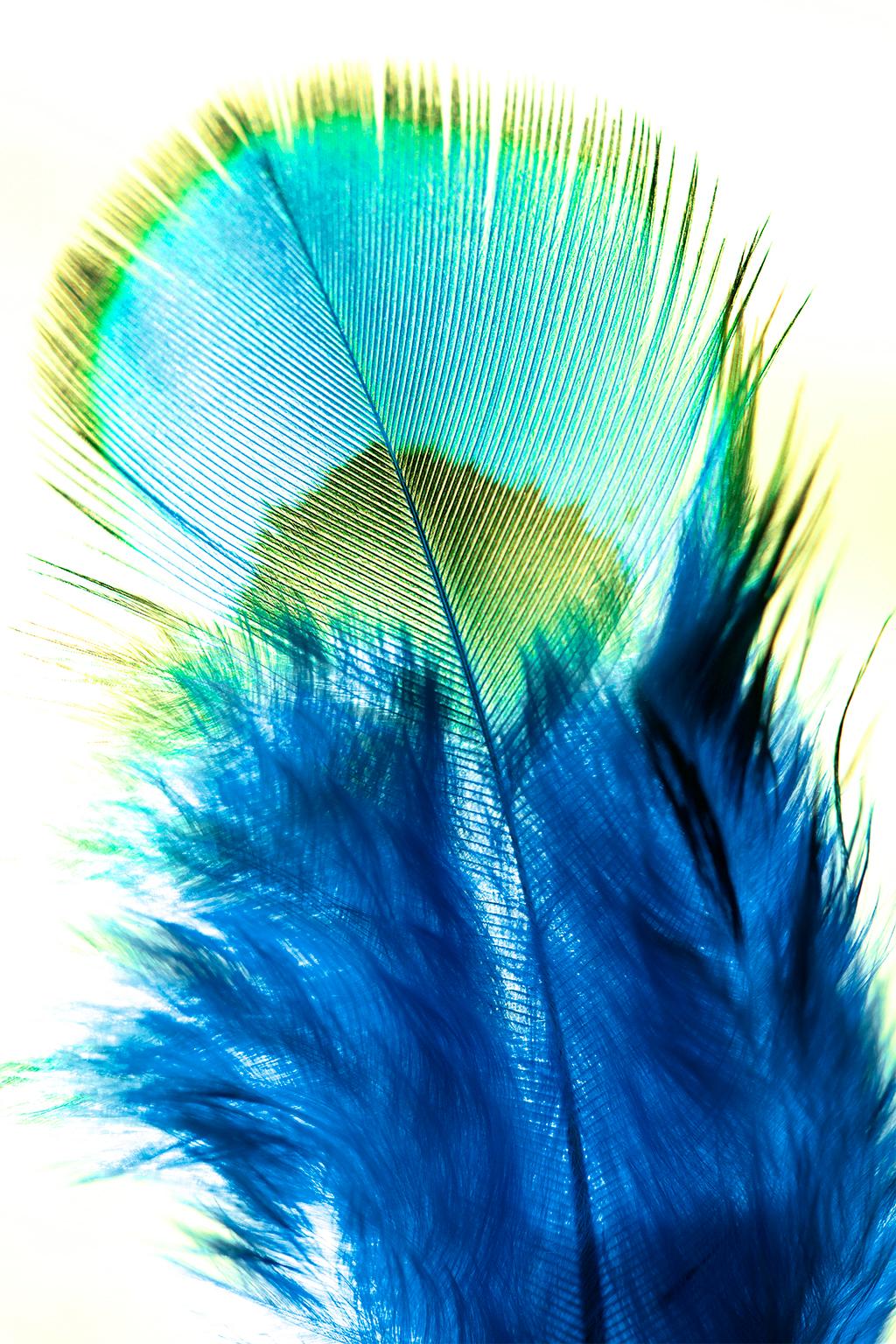 Allyson Monson Landscape Photograph - Flock Together, peacock, Fine Art Photography, Framed in Plexiglass, Signed 