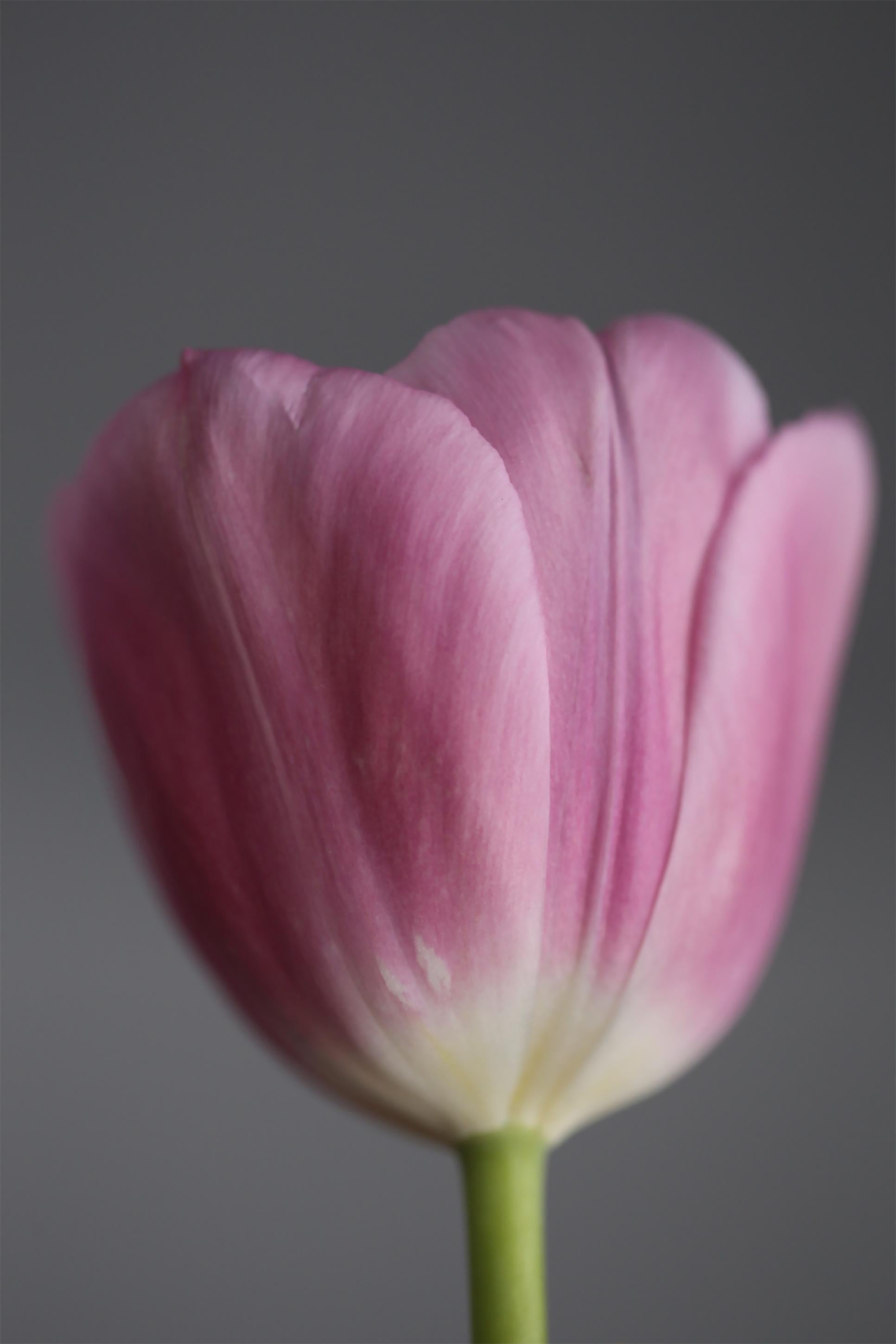 Allyson Monson Color Photograph - Pink Snow no. 1, Floral Fine Art Photography, Mounted in Plexiglass, Signed 