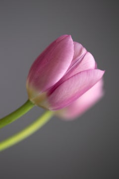 Pink Snow no. 3, Floral Fine Art Photography, Mounted in Plexiglass, Signed