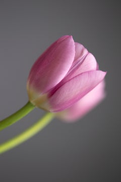 Numéro de neige rose n° 3, photographie d'art floral, montée en plexiglas, signée 