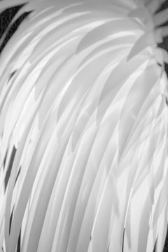 The Dove Cried, Abstract Fine Art Photography, Framed in Plexiglass, Signed