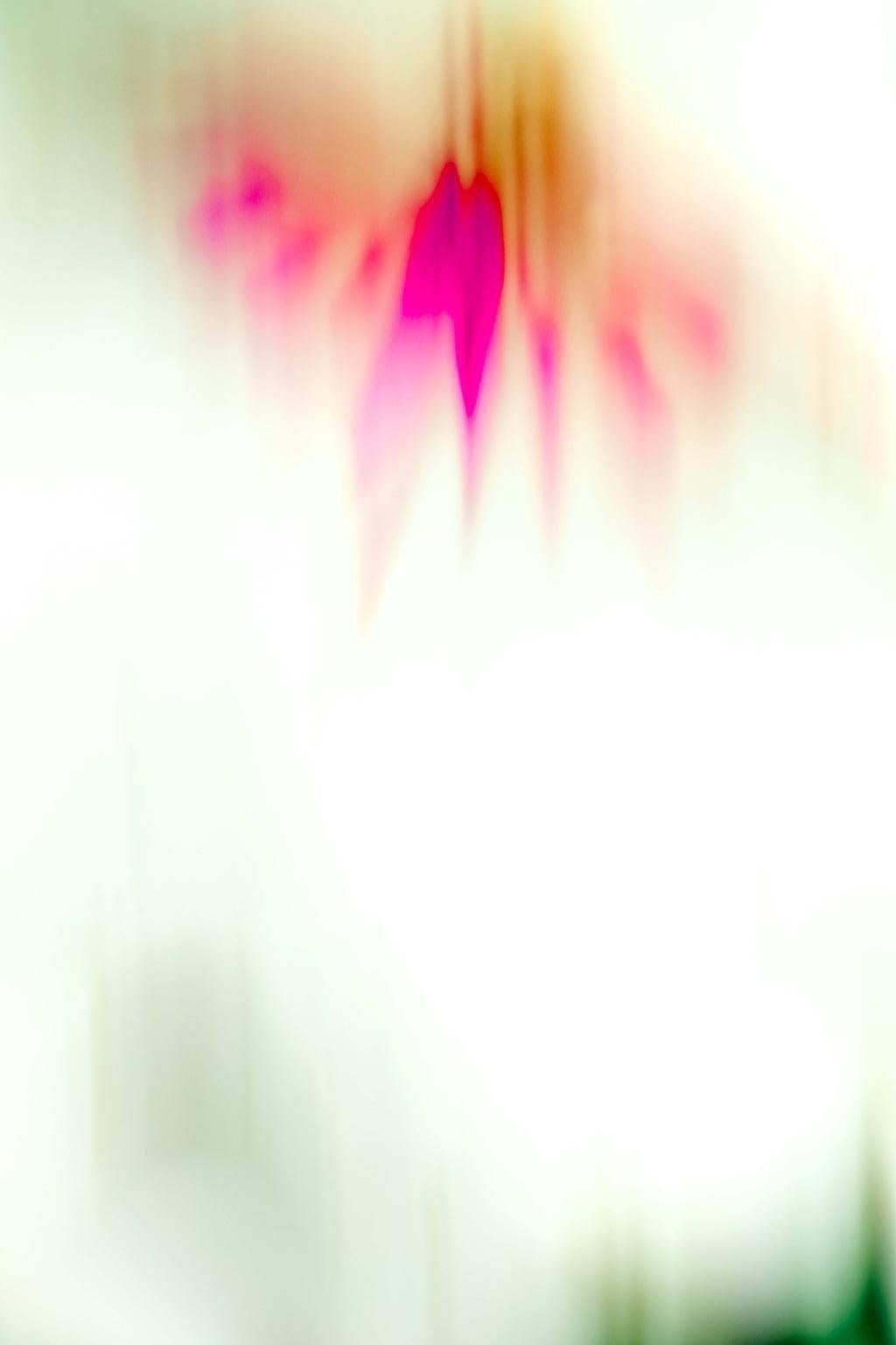 Allyson Monson Color Photograph - Tiger, Floral Fine Art Photography, Framed in Plexiglass, Signed 