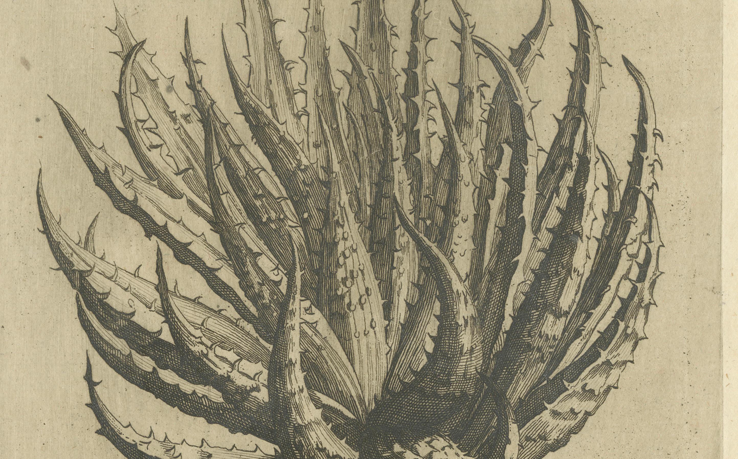 Aloe Afric Humilis Botanischer Kupferstich aus dem Werk von Caspar Commelin, 1706

Bei diesem Stich handelt es sich möglicherweise um eine botanische Illustration aus Caspar Commelins 