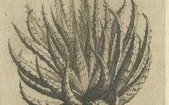 Aloe Afric Humilis Botanical Engraving from Caspar Commelin’s Work, 1706