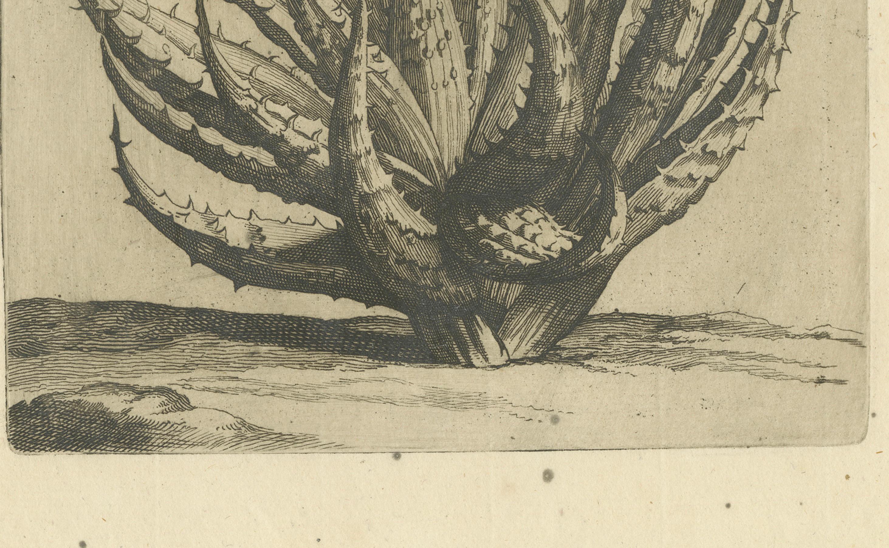 Aloe Afric Humilis Botanischer Kupferstich aus dem Werk von Caspar Commelin, 1706 (Graviert) im Angebot