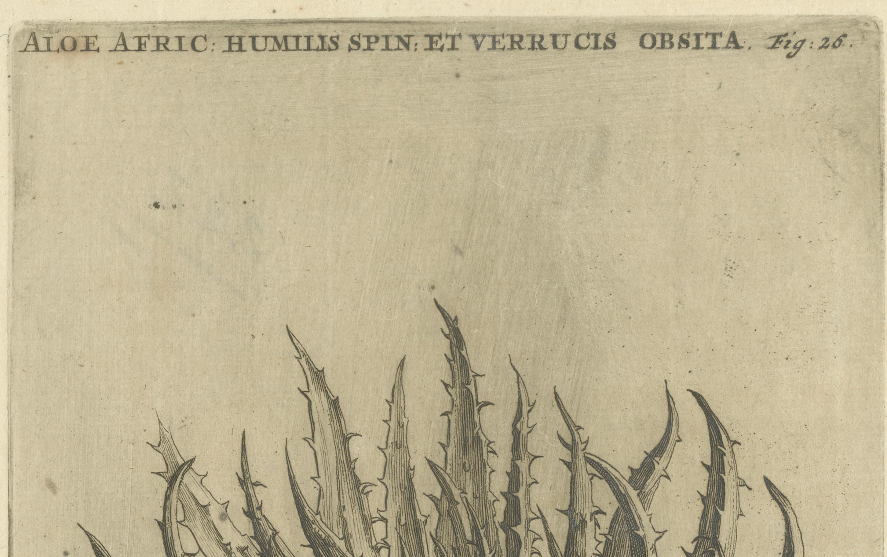 Aloe Afric Humilis Botanischer Kupferstich aus dem Werk von Caspar Commelin, 1706 im Zustand „Gut“ im Angebot in Langweer, NL