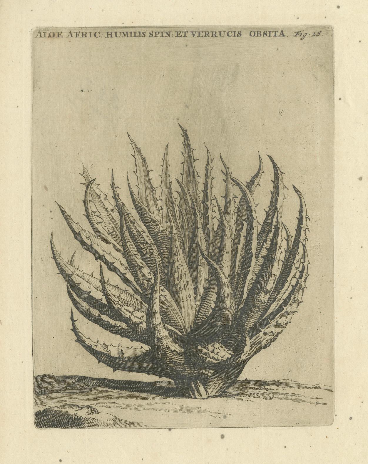 Aloe Afric Humilis Botanischer Kupferstich aus dem Werk von Caspar Commelin, 1706 (Frühes 18. Jahrhundert) im Angebot