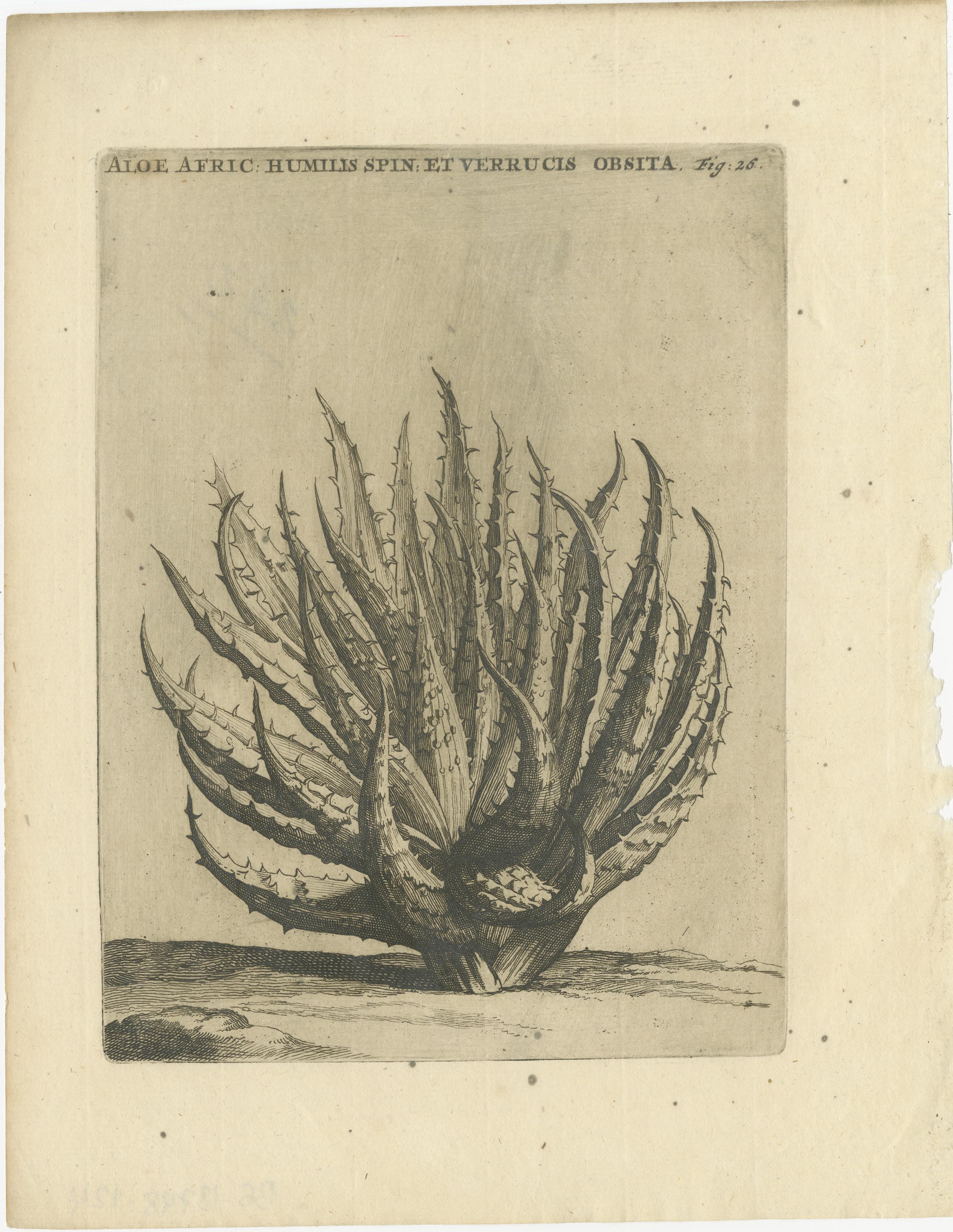 Aloe Afric Humilis Botanischer Kupferstich aus dem Werk von Caspar Commelin, 1706 (Papier) im Angebot