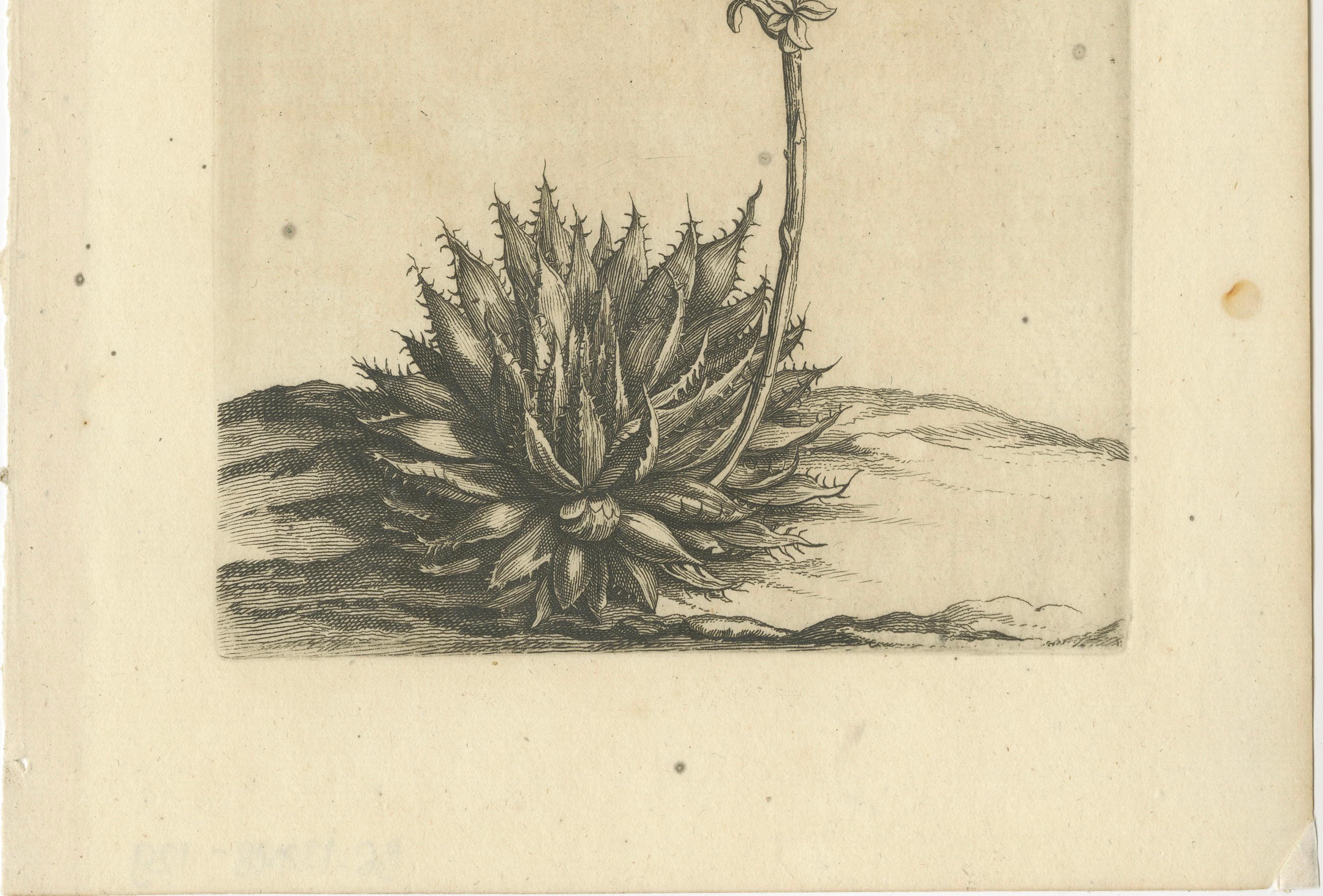 Aloe Humilis Africana Botanical Engraving from Caspar Commelin's Work, 1706 For Sale 3