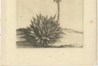 Aloe Humilis Africana Botanical Engraving from Caspar Commelin's Work, 1706, view 5