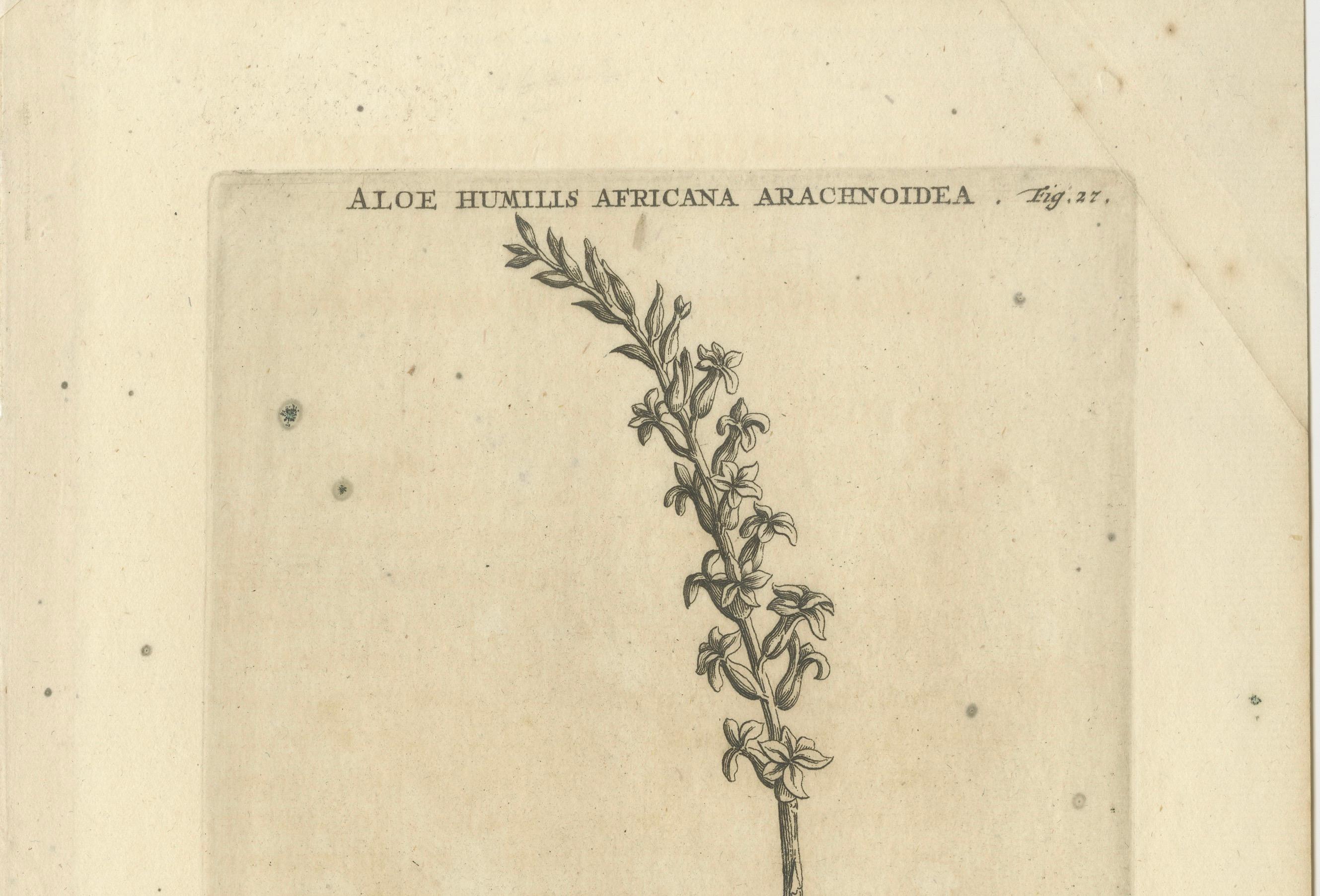 Aloe Humilis Africana Botanical Engraving from Caspar Commelin's Work, 1706 For Sale 4