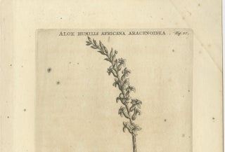 Aloe Humilis Africana Botanical Engraving from Caspar Commelin's Work, 1706, view 6