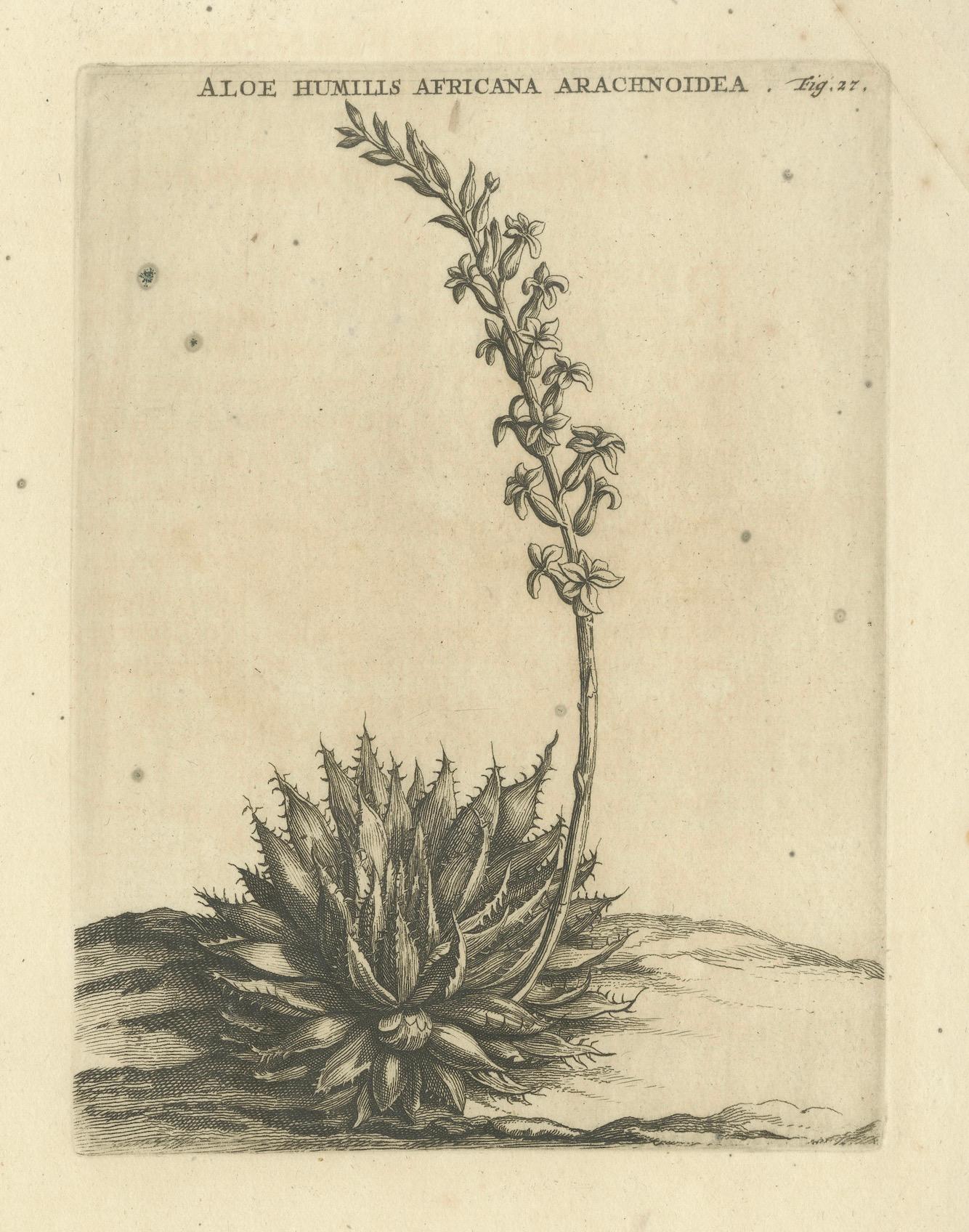 Aloe Humilis Africana Botanical Engraving from Caspar Commelin's Work, 1706 For Sale 5