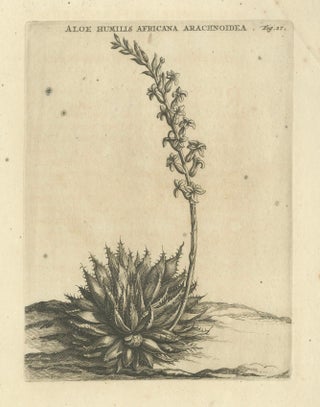 Aloe Humilis Africana Botanical Engraving from Caspar Commelin's Work, 1706, view 7