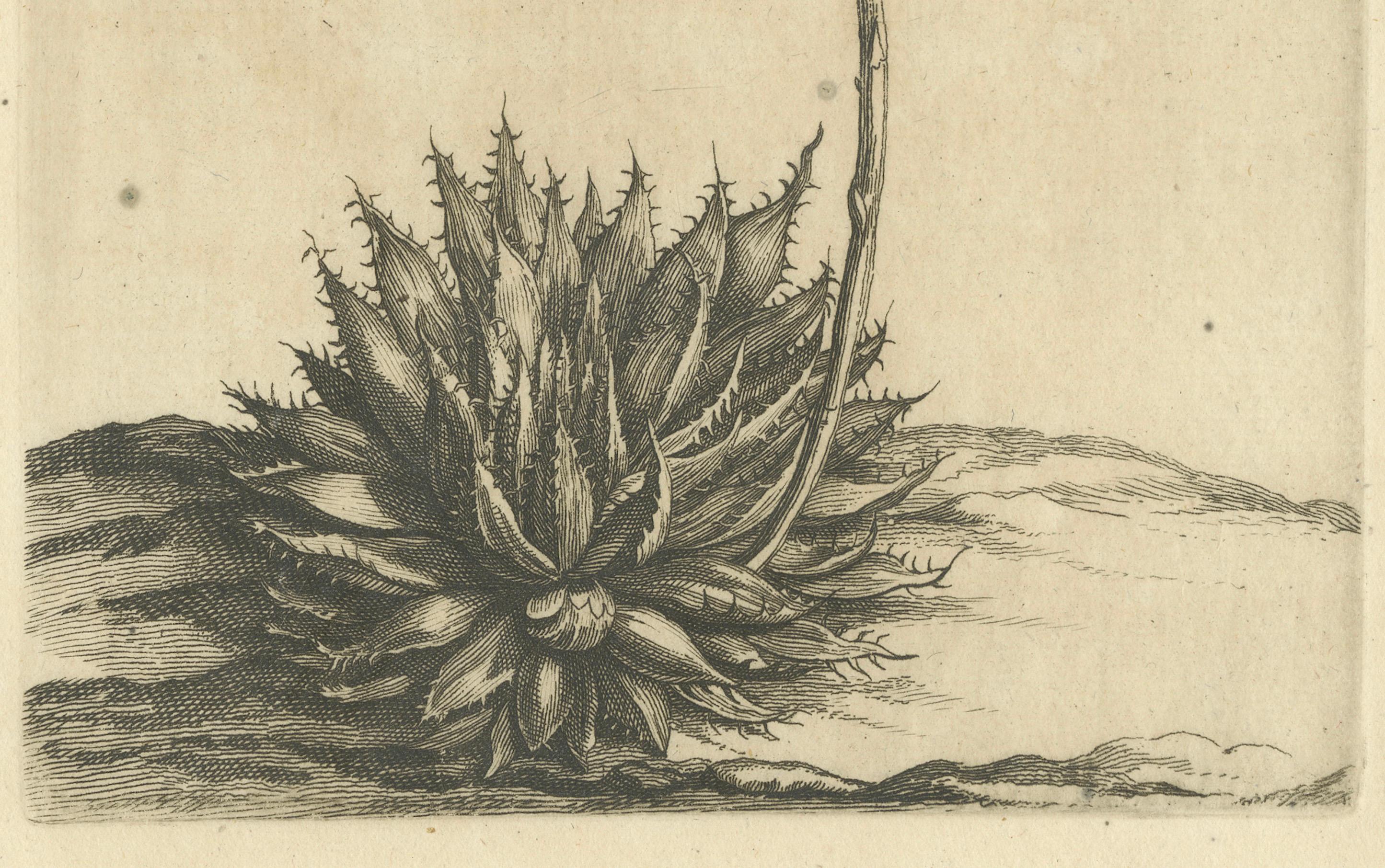 Gravure botanique Aloe Humilis Africana d'après l'œuvre de Caspar Commelin, 1706

Cette gravure est peut-être une illustration botanique tirée du 