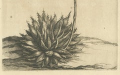 Aloe Humilis Africana Botanical Engraving from Caspar Commelin's Work, 1706