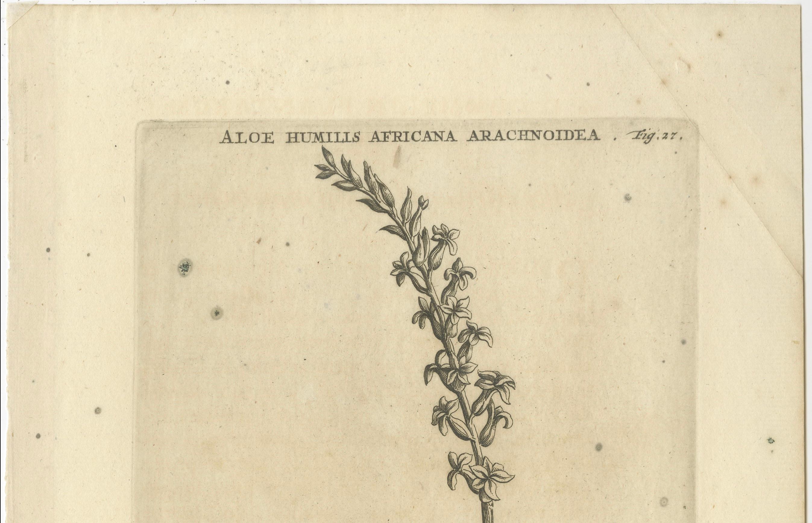 Gravé Gravure botanique Aloe Humilis Africana d'après l'œuvre de Caspar Commelin, 1706 en vente
