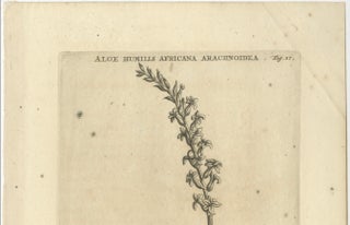 Aloe Humilis Africana Botanical Engraving from Caspar Commelin's Work, 1706, view 3