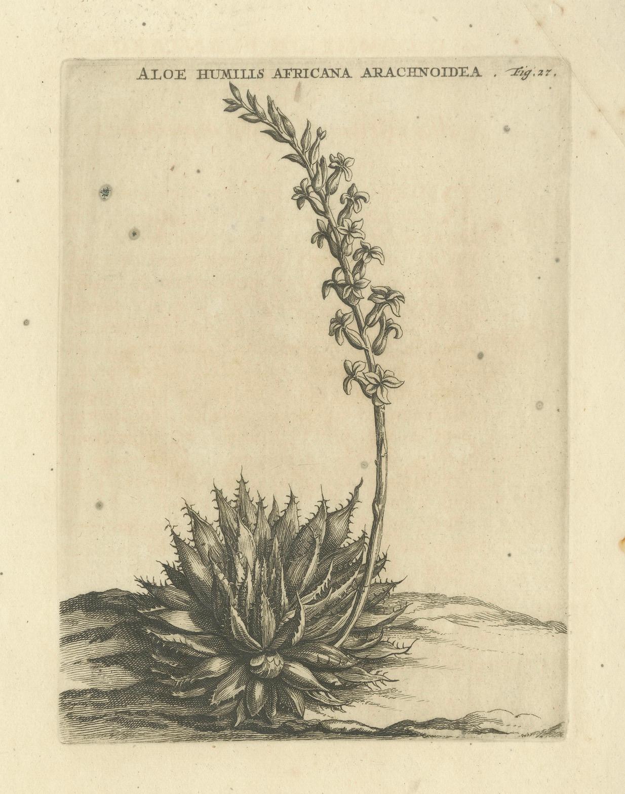 Gravure botanique Aloe Humilis Africana d'après l'œuvre de Caspar Commelin, 1706 Bon état - En vente à Langweer, NL
