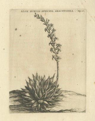 Aloe Humilis Africana Botanical Engraving from Caspar Commelin's Work, 1706, view 4