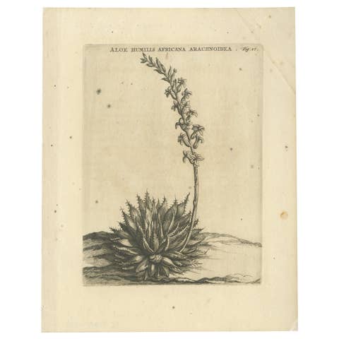 Aloe Humilis Africana Botanical Engraving from Caspar Commelin's Work, 1706
