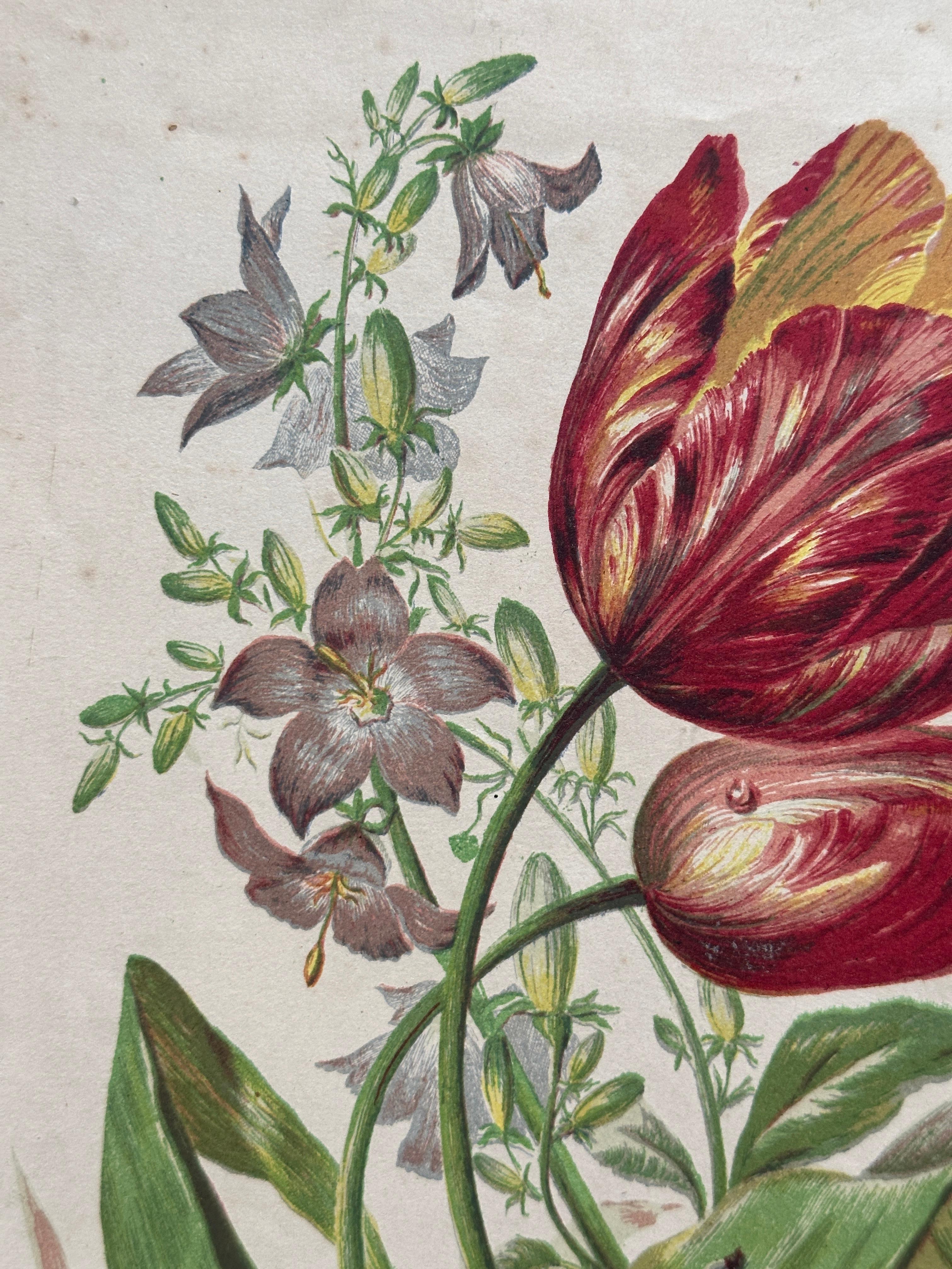 Alpenveilchen und Krokus - Original handkolorierter botanischer Druck, 1880er Jahre im Angebot 4