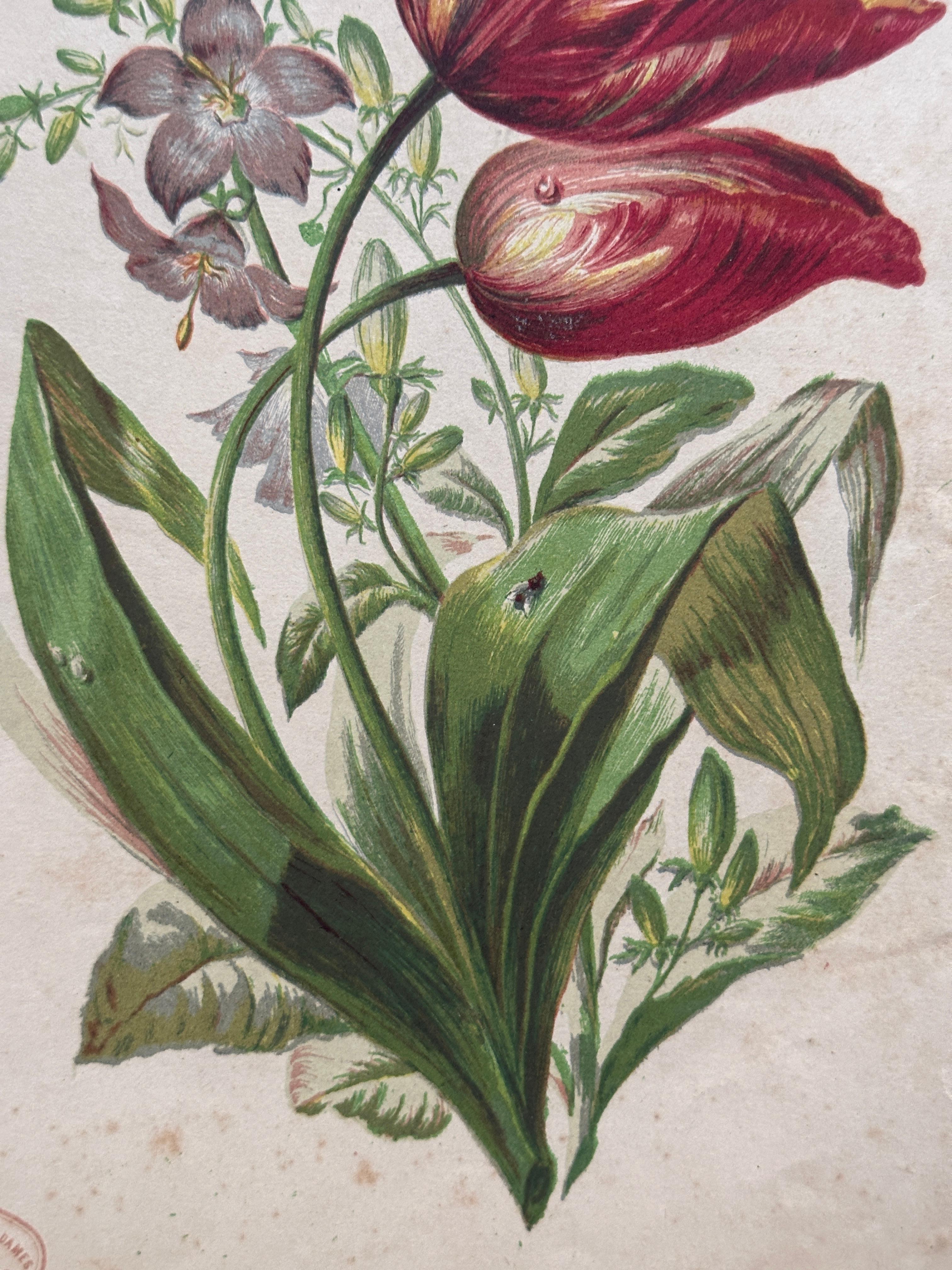 Alpenveilchen und Krokus - Original handkolorierter botanischer Druck, 1880er Jahre im Angebot 5