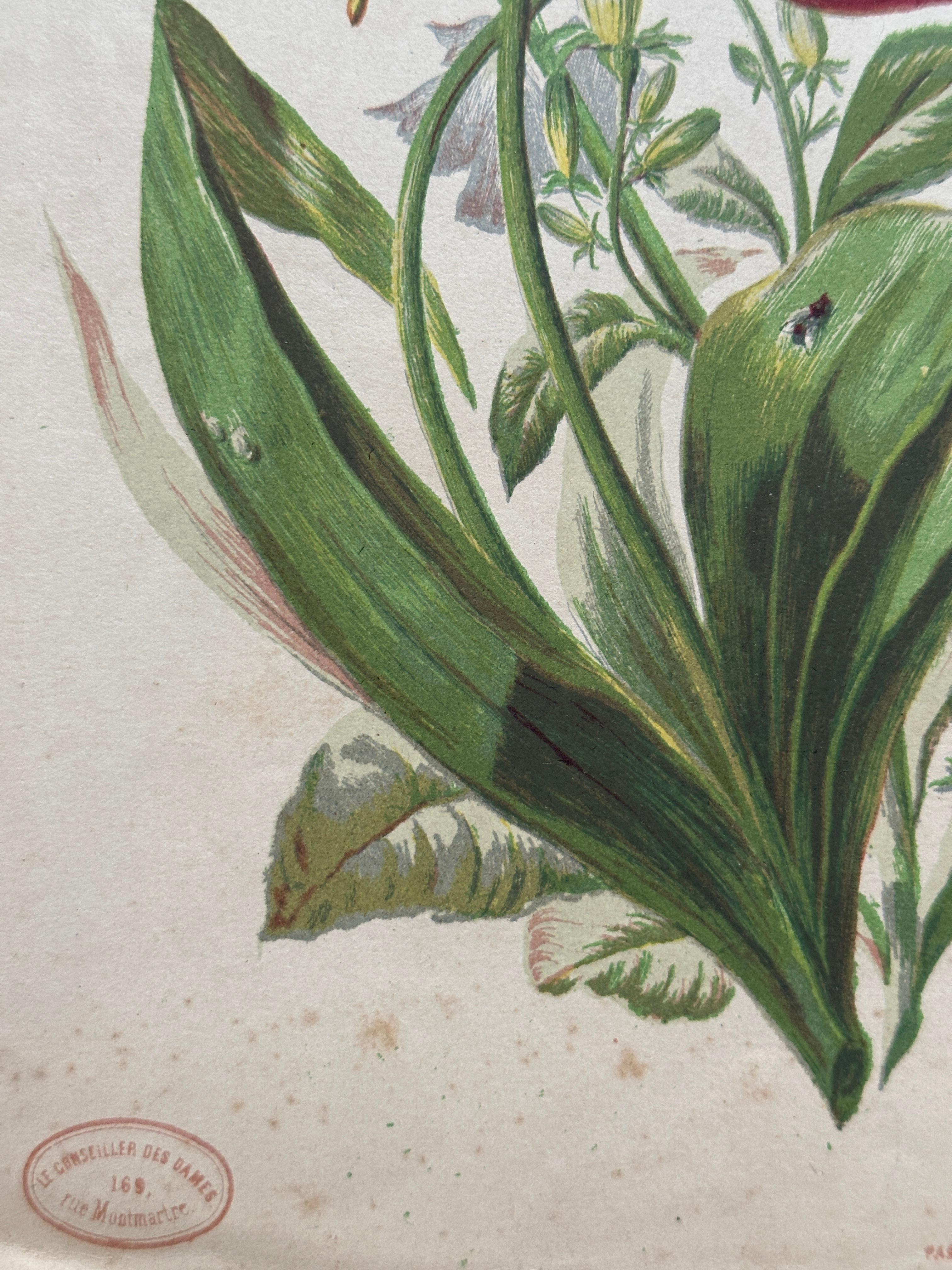Alpenveilchen und Krokus - Original handkolorierter botanischer Druck, 1880er Jahre im Angebot 6