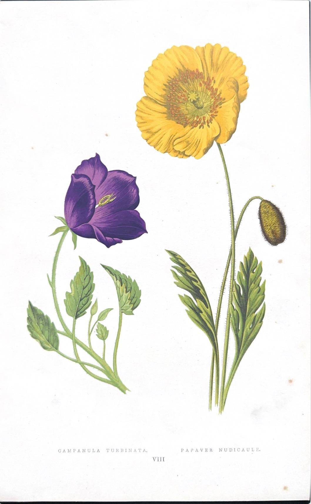 Alpenveilchen und Krokus - Original handkolorierter botanischer Druck, 1880er Jahre im Angebot 7