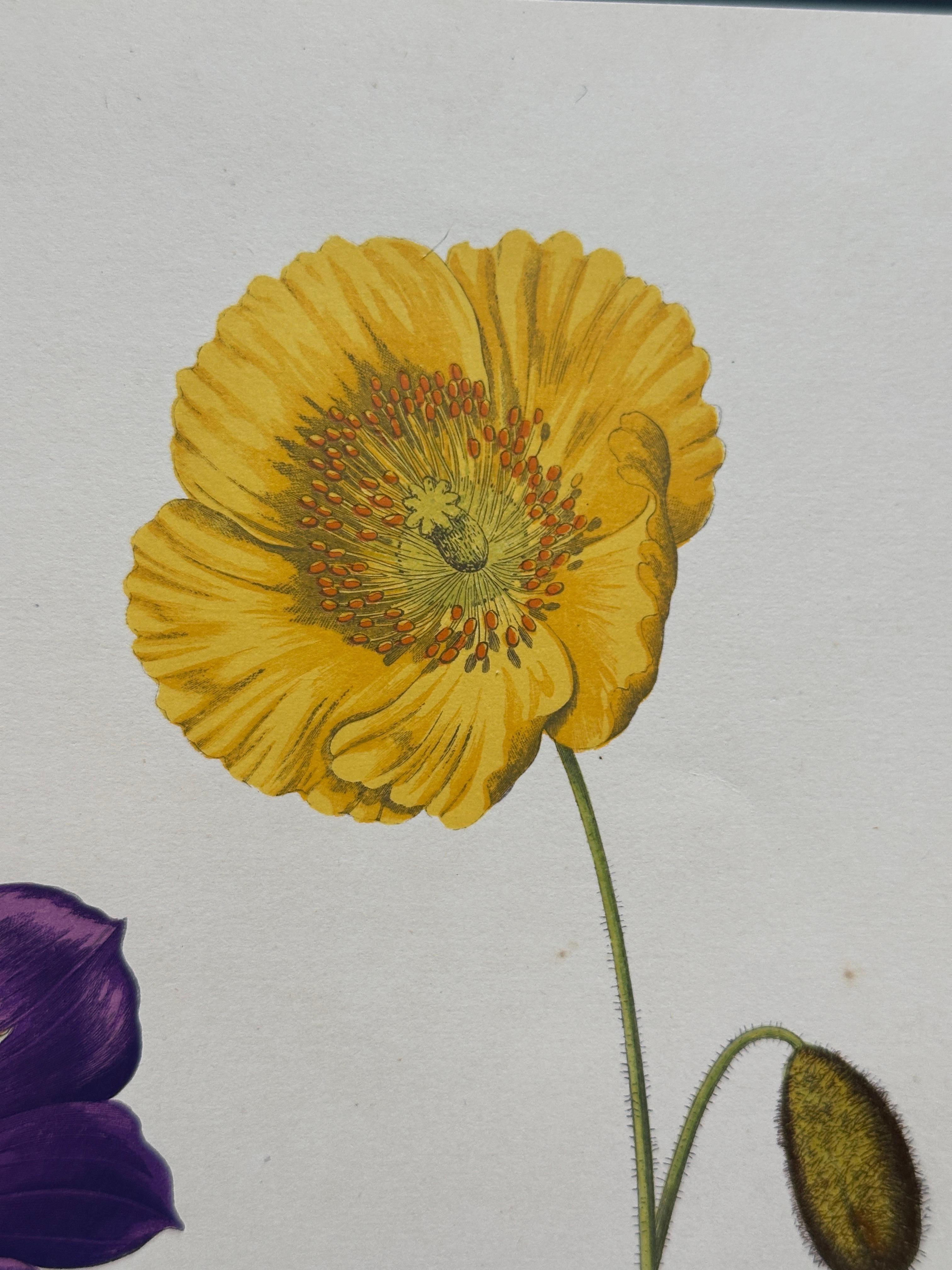 Alpenveilchen und Krokus - Original handkolorierter botanischer Druck, 1880er Jahre

Ein bezaubernder botanischer Originaldruck aus dem 19. Jahrhundert mit Alpen-Avens (Acaena microphylla) und Crocus boryanus, zart und detailreich von Hand