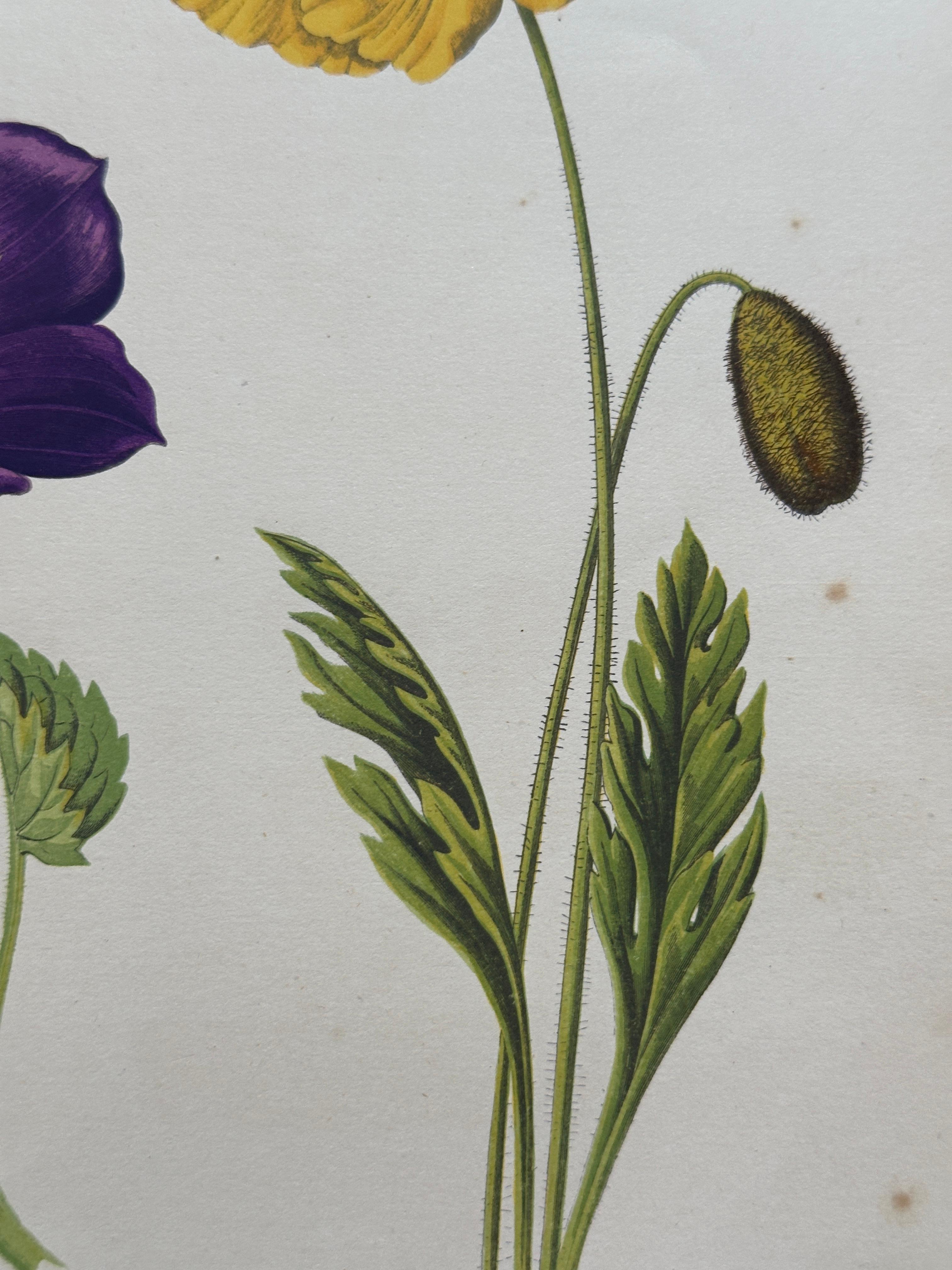 Alpenveilchen und Krokus - Original handkolorierter botanischer Druck, 1880er Jahre (Britisch) im Angebot