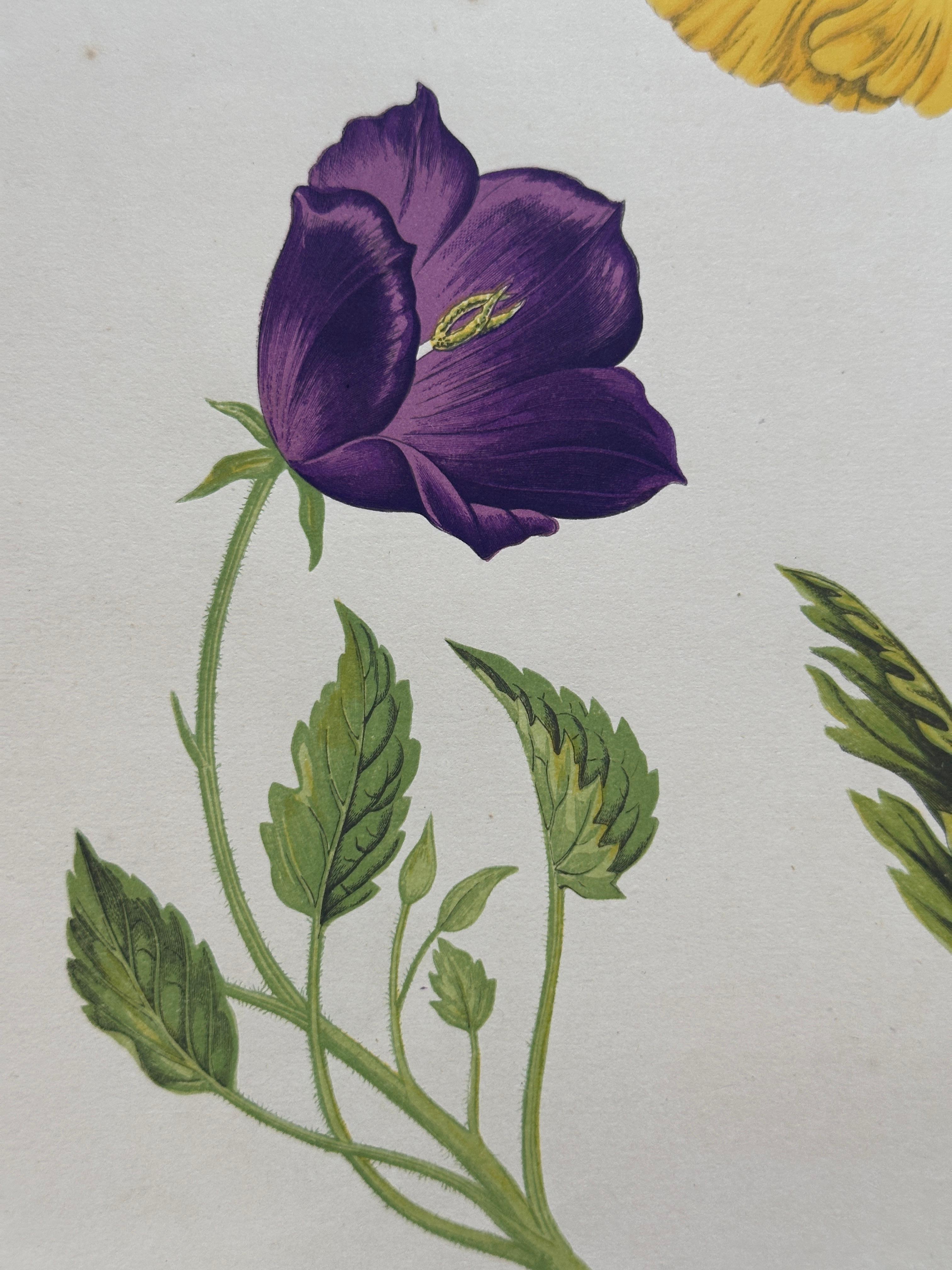 Alpenveilchen und Krokus - Original handkolorierter botanischer Druck, 1880er Jahre im Zustand „Gut“ im Angebot in Fukuoka, JP