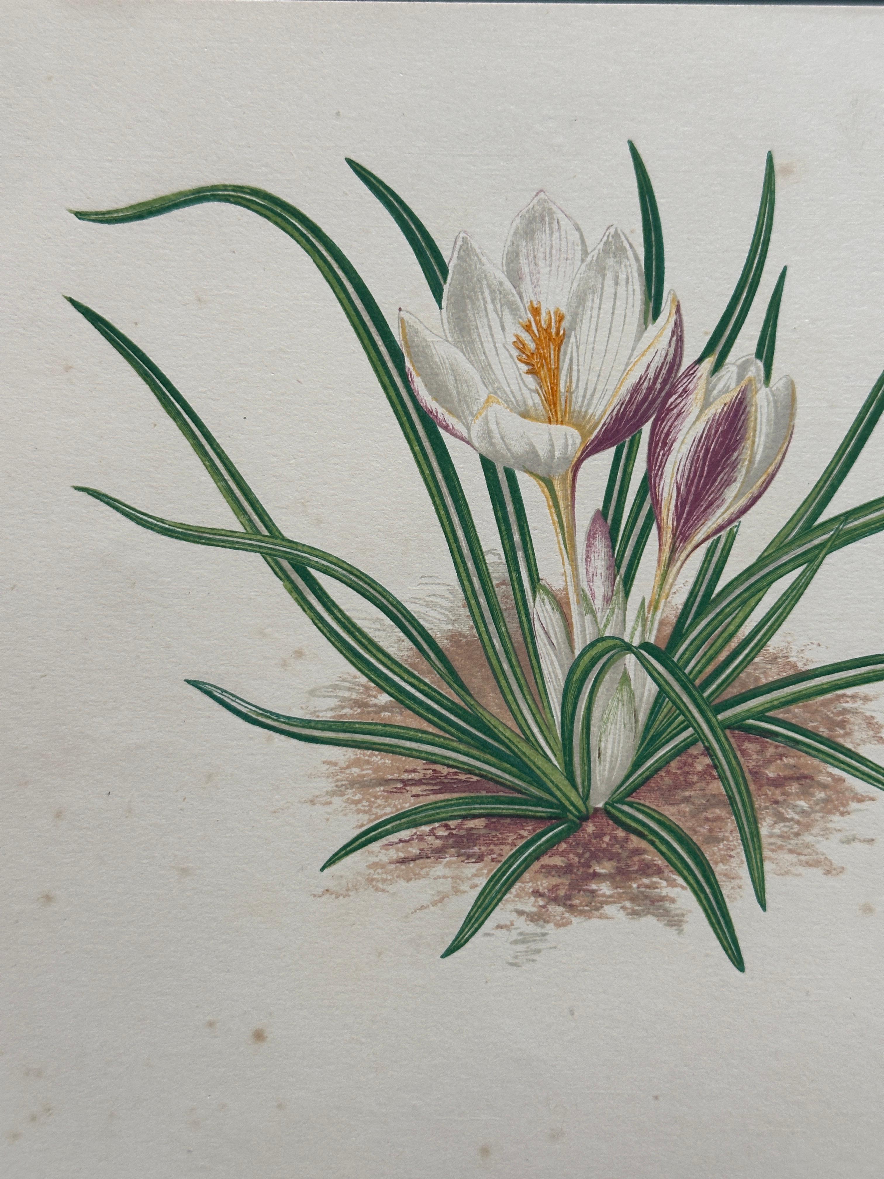 Alpenveilchen und Krokus - Original handkolorierter botanischer Druck, 1880er Jahre (19. Jahrhundert) im Angebot