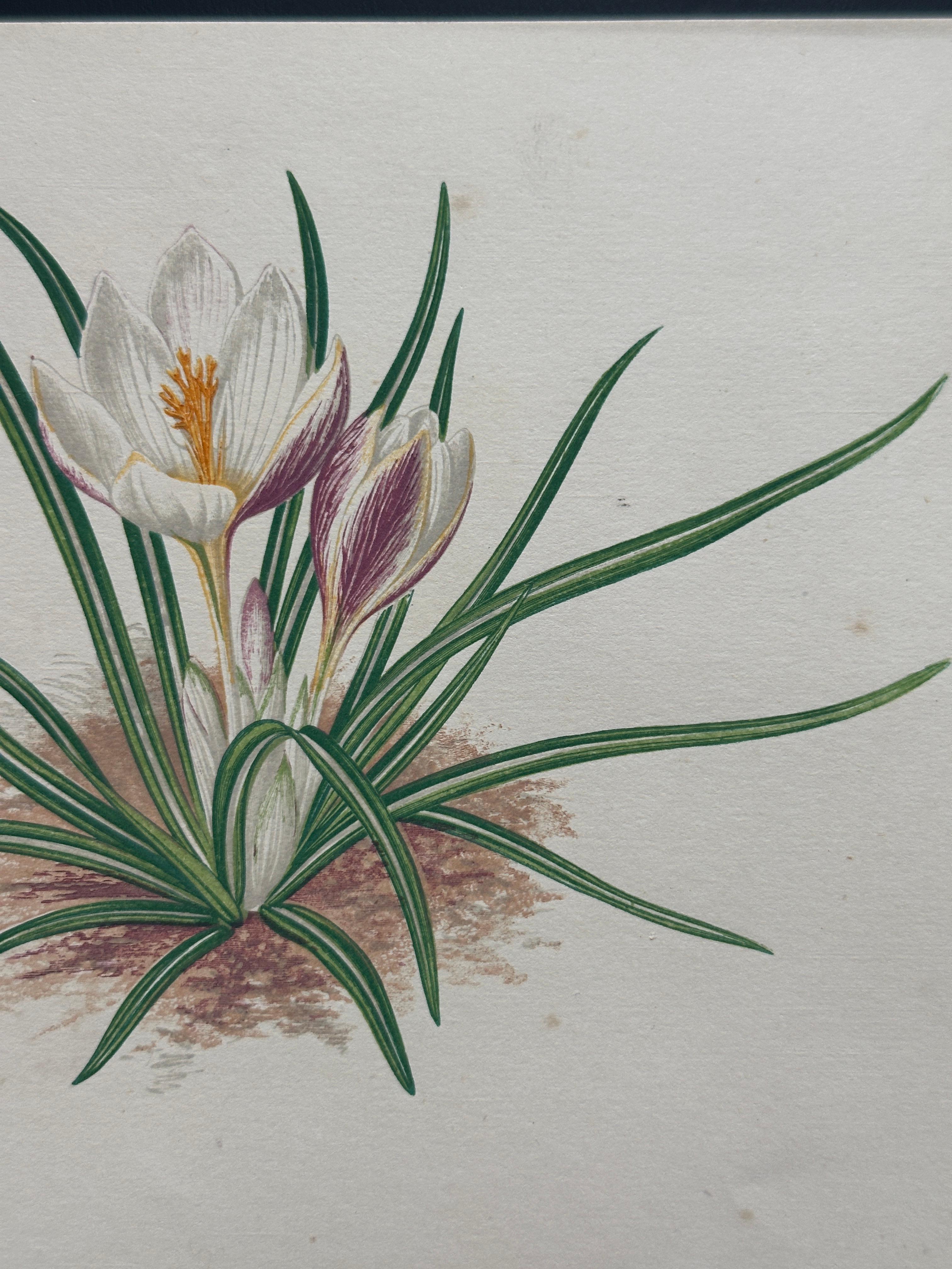 Alpenveilchen und Krokus - Original handkolorierter botanischer Druck, 1880er Jahre (Papier) im Angebot