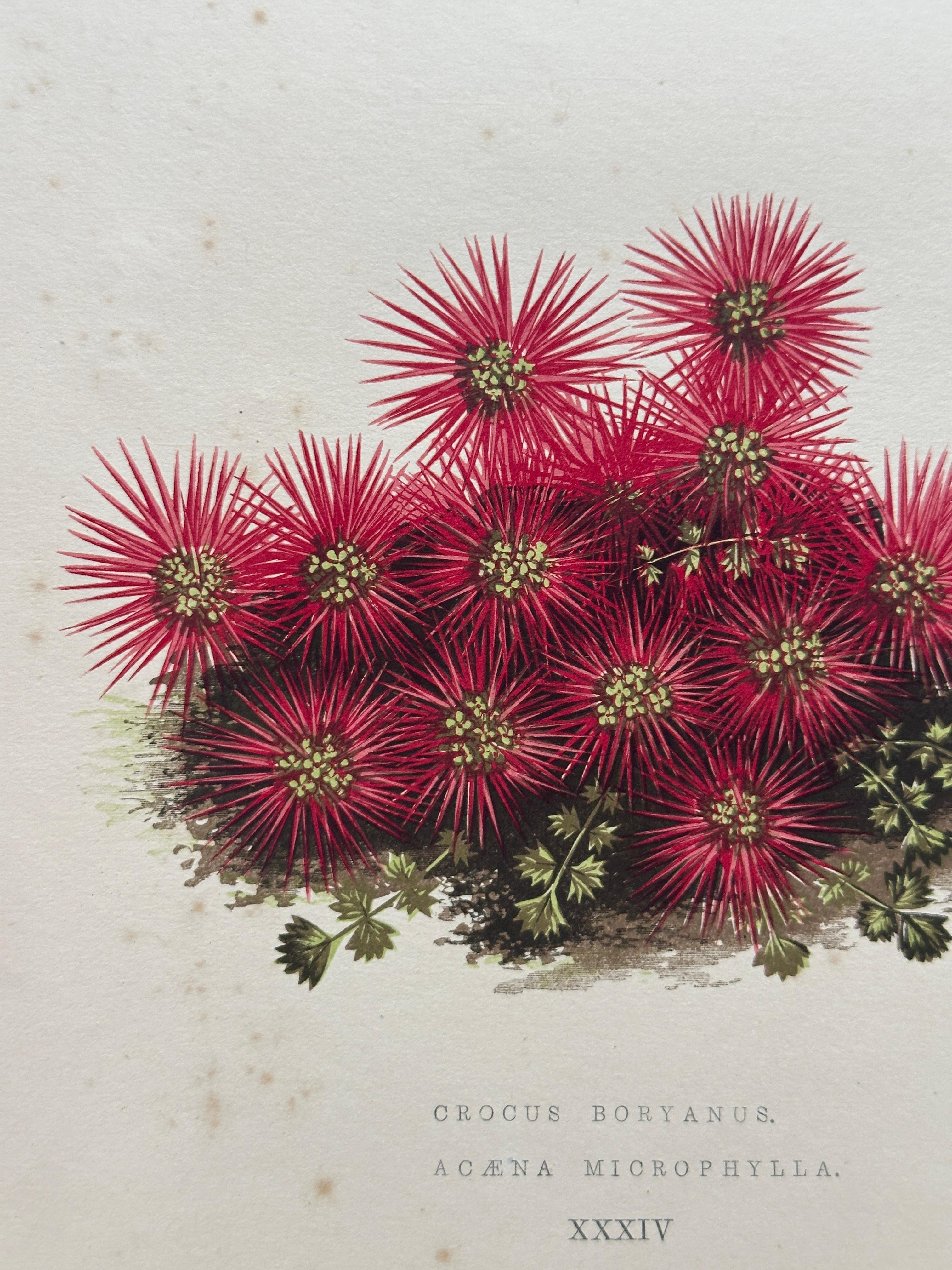 Alpenveilchen und Krokus - Original handkolorierter botanischer Druck, 1880er Jahre im Angebot 1