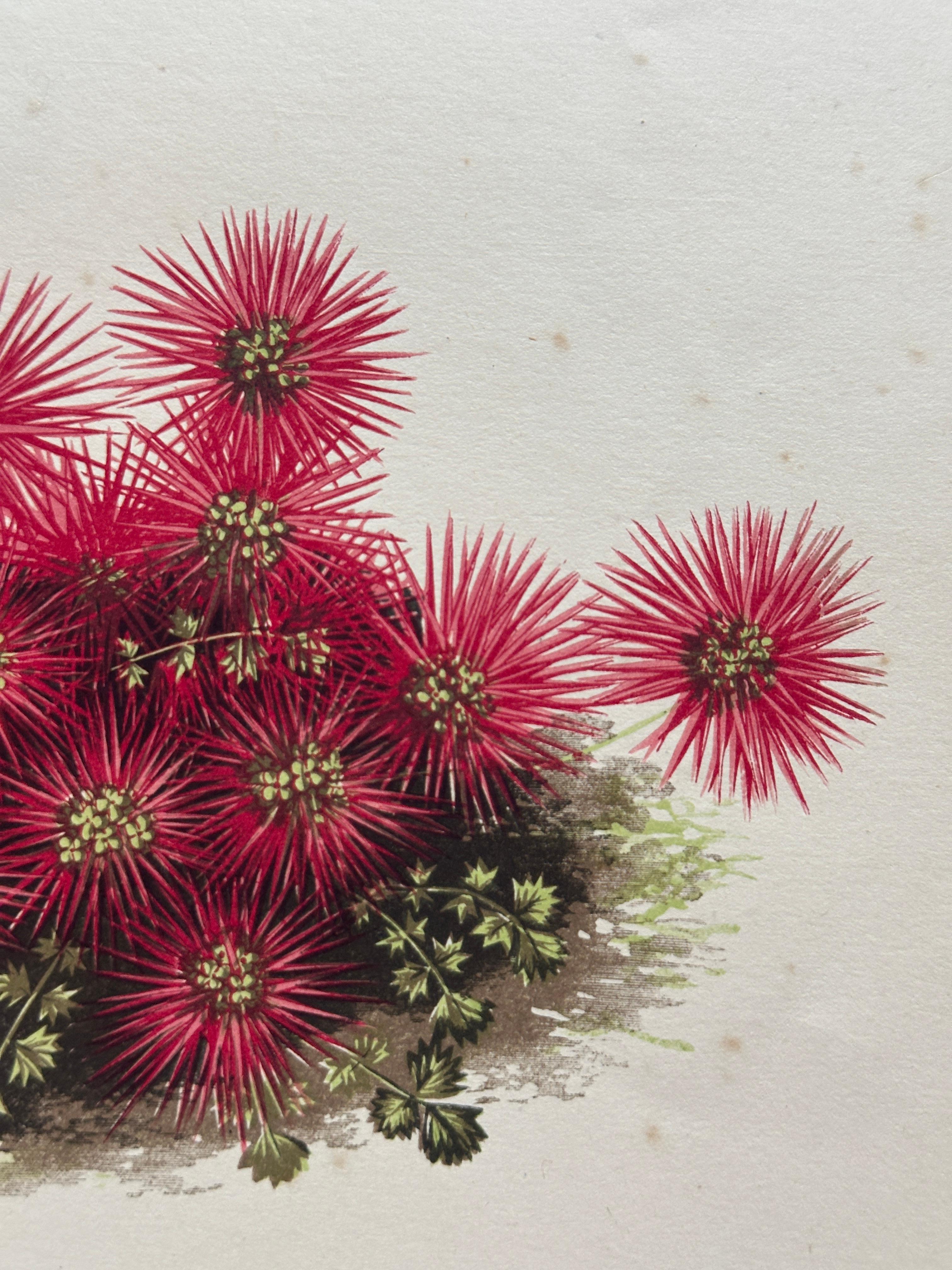 Alpenveilchen und Krokus - Original handkolorierter botanischer Druck, 1880er Jahre im Angebot 2