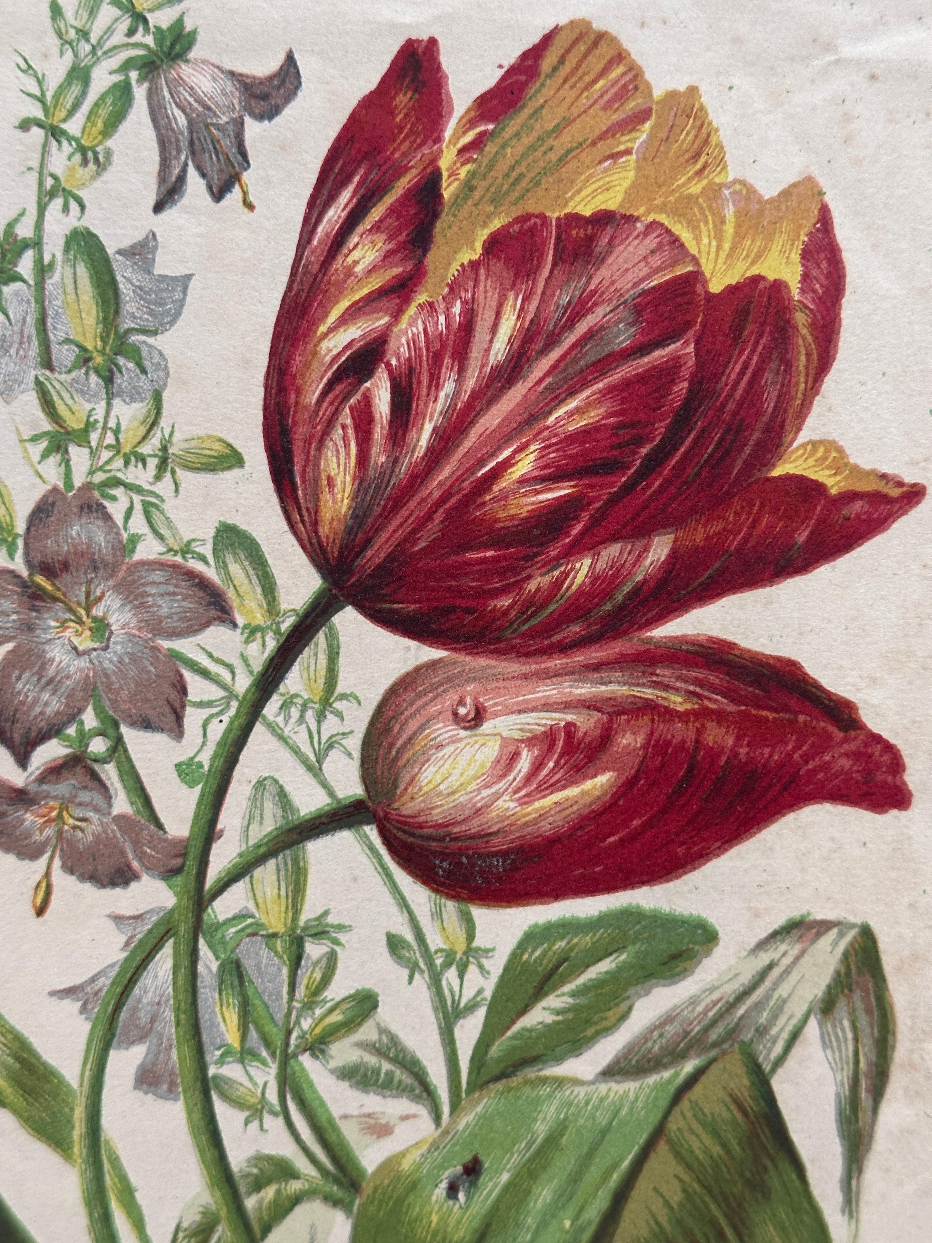 Alpenveilchen und Krokus - Original handkolorierter botanischer Druck, 1880er Jahre im Angebot 3