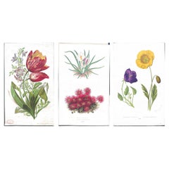 Prints