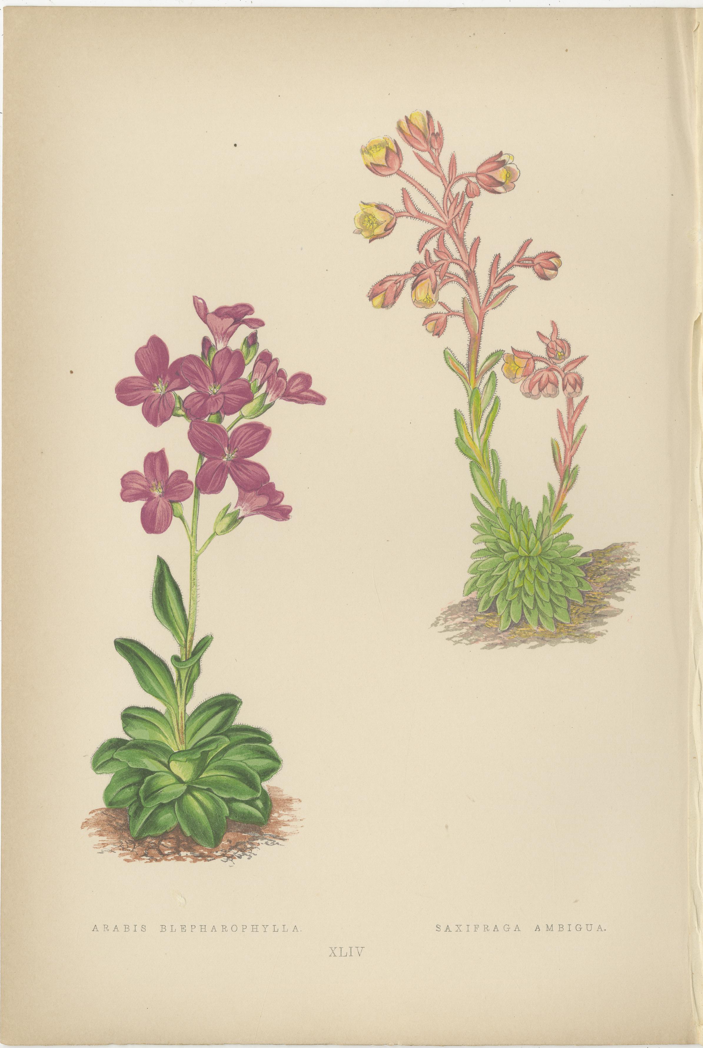 Titel: Alpine botanische Lithographie von Arabis Blepharophylla und Saxifraga Ambigua, 1874

Beschreibung: Diese elegante botanische Lithographie, die 1874 von George Bell and Sons in London als Teil der zweiten Serie von Alpine Plants