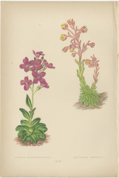 Alpine Botanical Lithograph of Arabis Blepharophylla and Saxifraga Ambigua, 1874