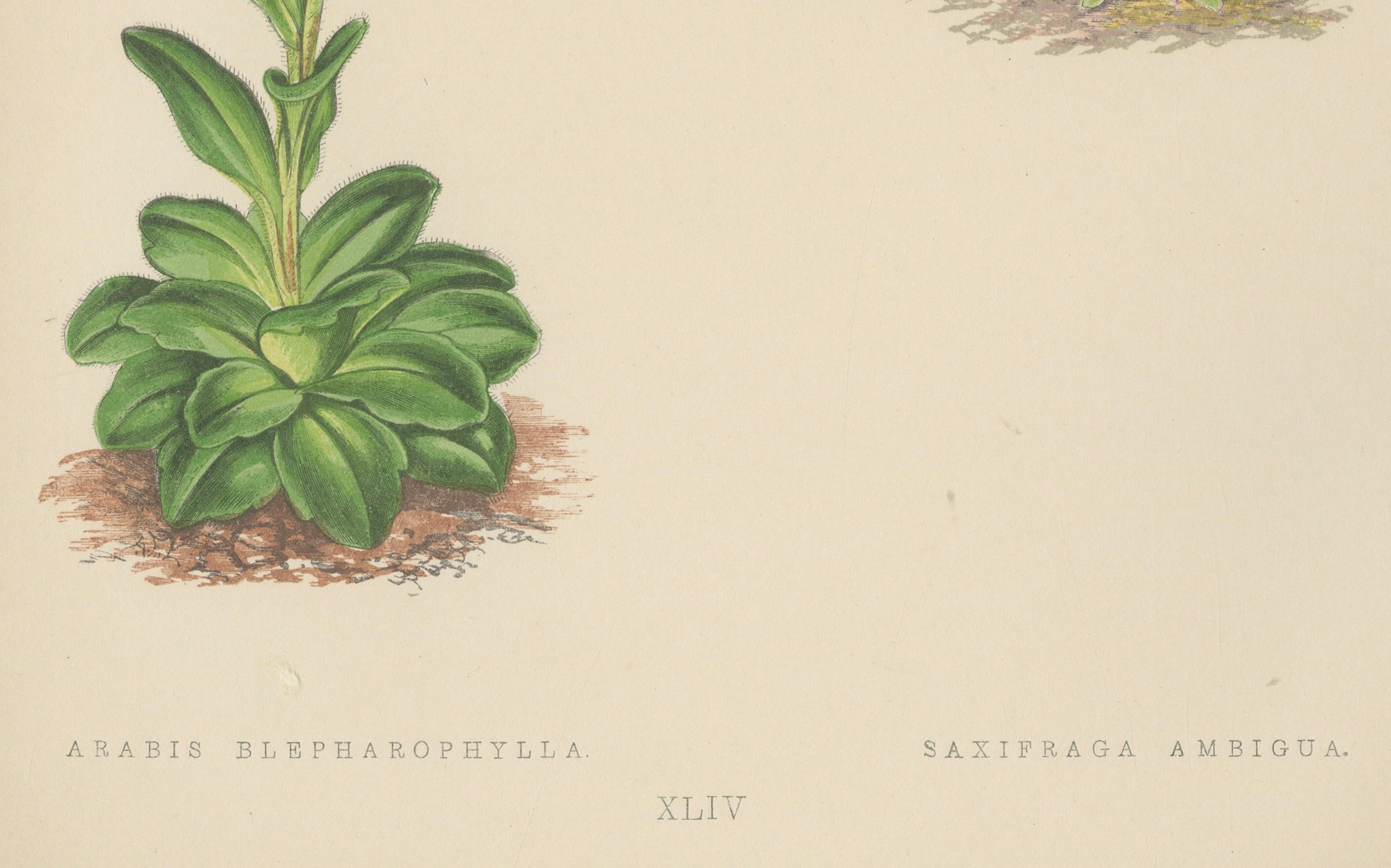 Alpine botanische Lithographie von Arabis Blepharophylla und Saxifraga Ambigua, 1874 im Zustand „Gut“ im Angebot in Langweer, NL