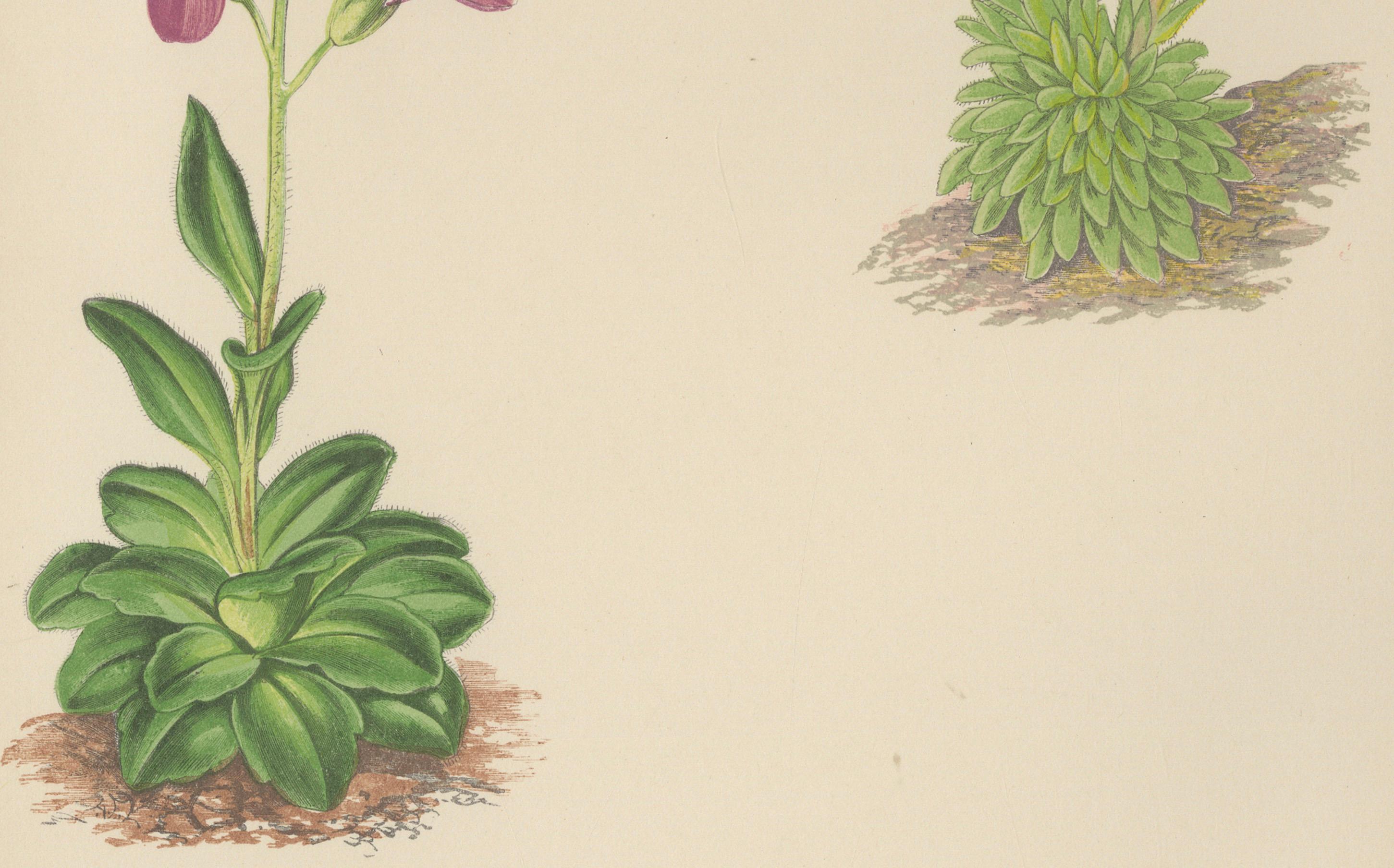 Alpine botanische Lithographie von Arabis Blepharophylla und Saxifraga Ambigua, 1874 (Spätes 19. Jahrhundert) im Angebot
